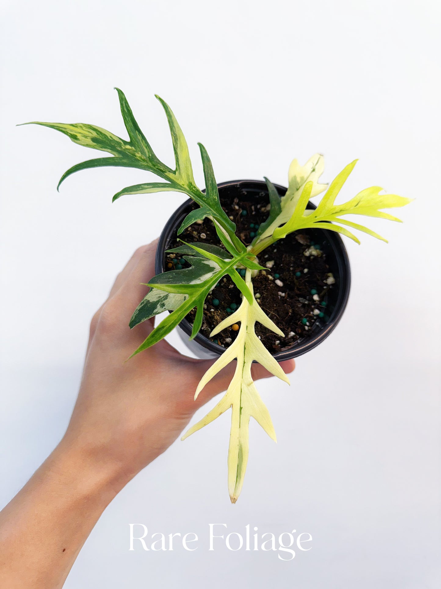 Philodendron Tortum Variegated 4” Exact Plant