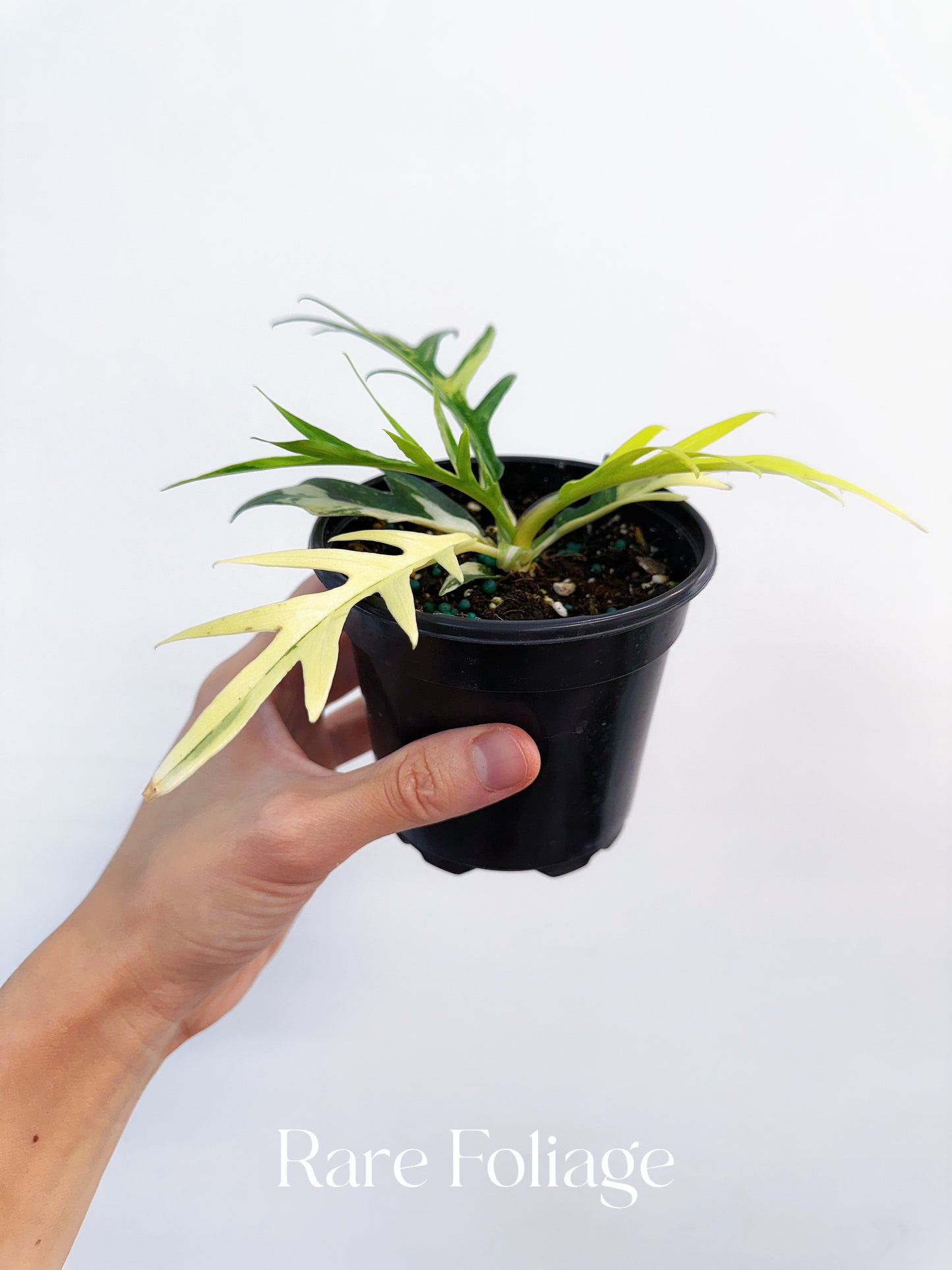 Philodendron Tortum Variegated 4” Exact Plant