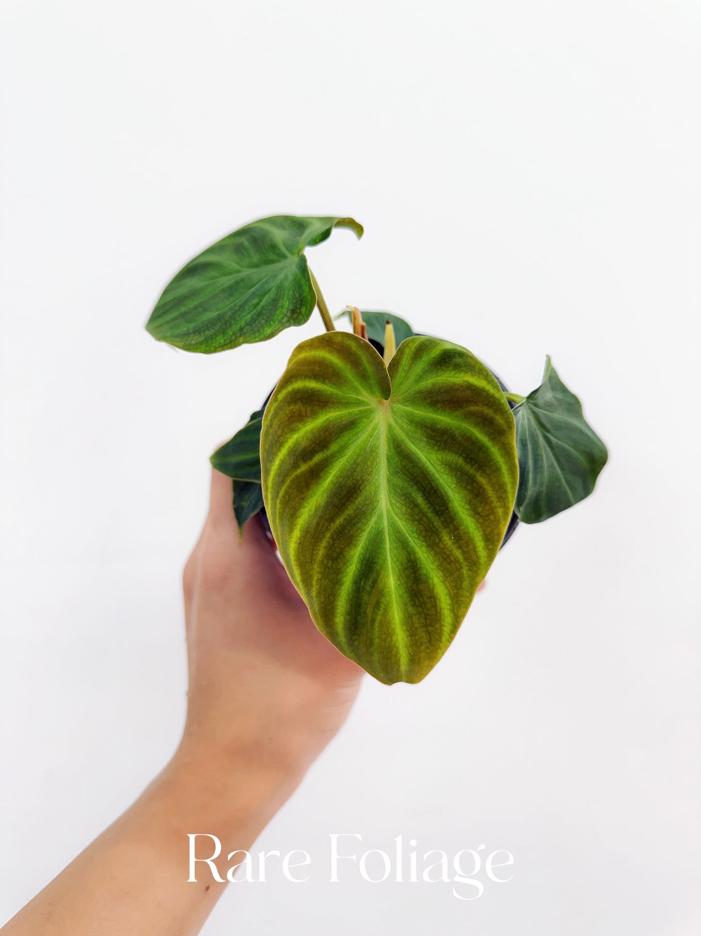 Philodendron Verrucosum 4"