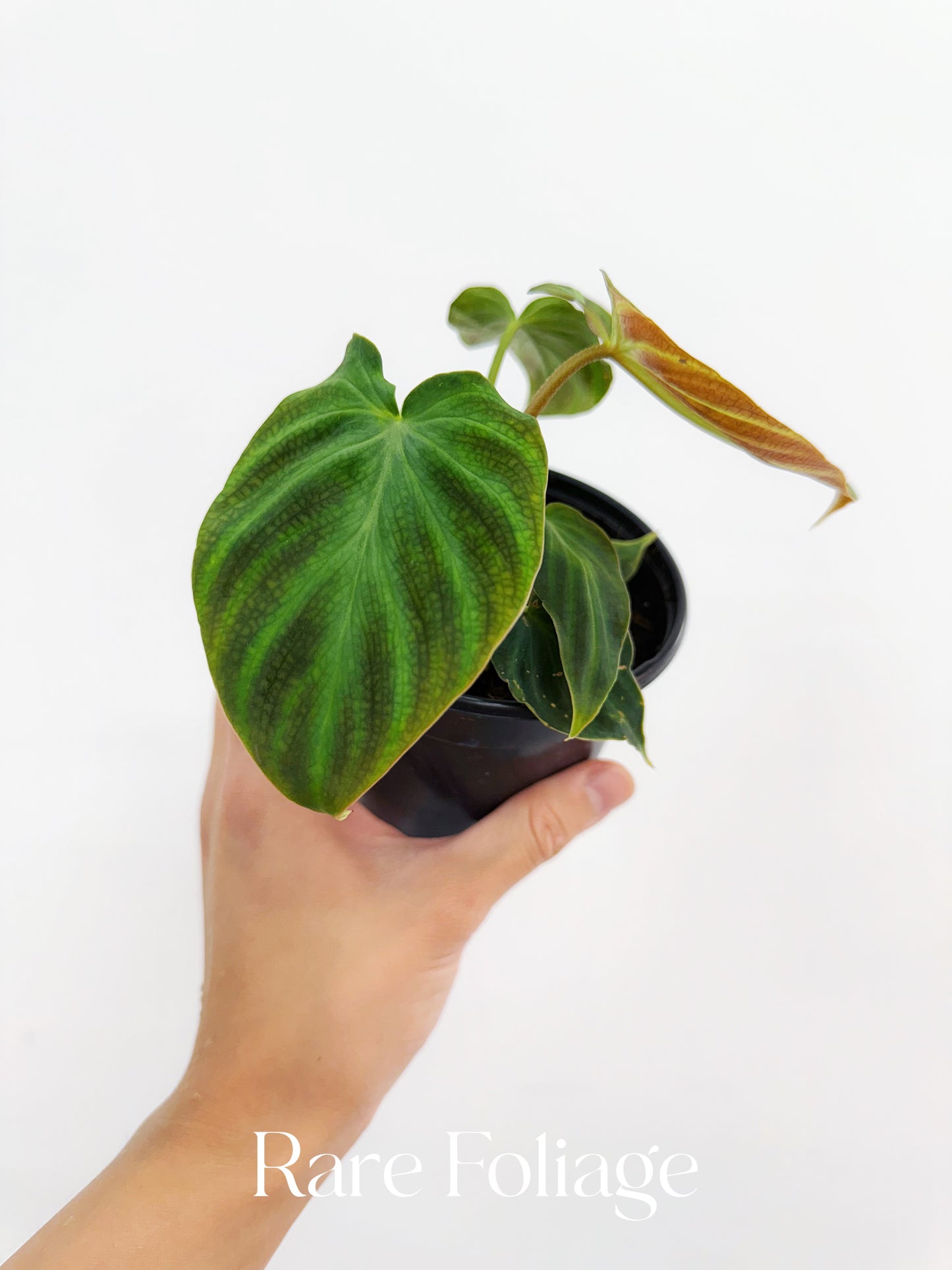 Philodendron Verrucosum 4"