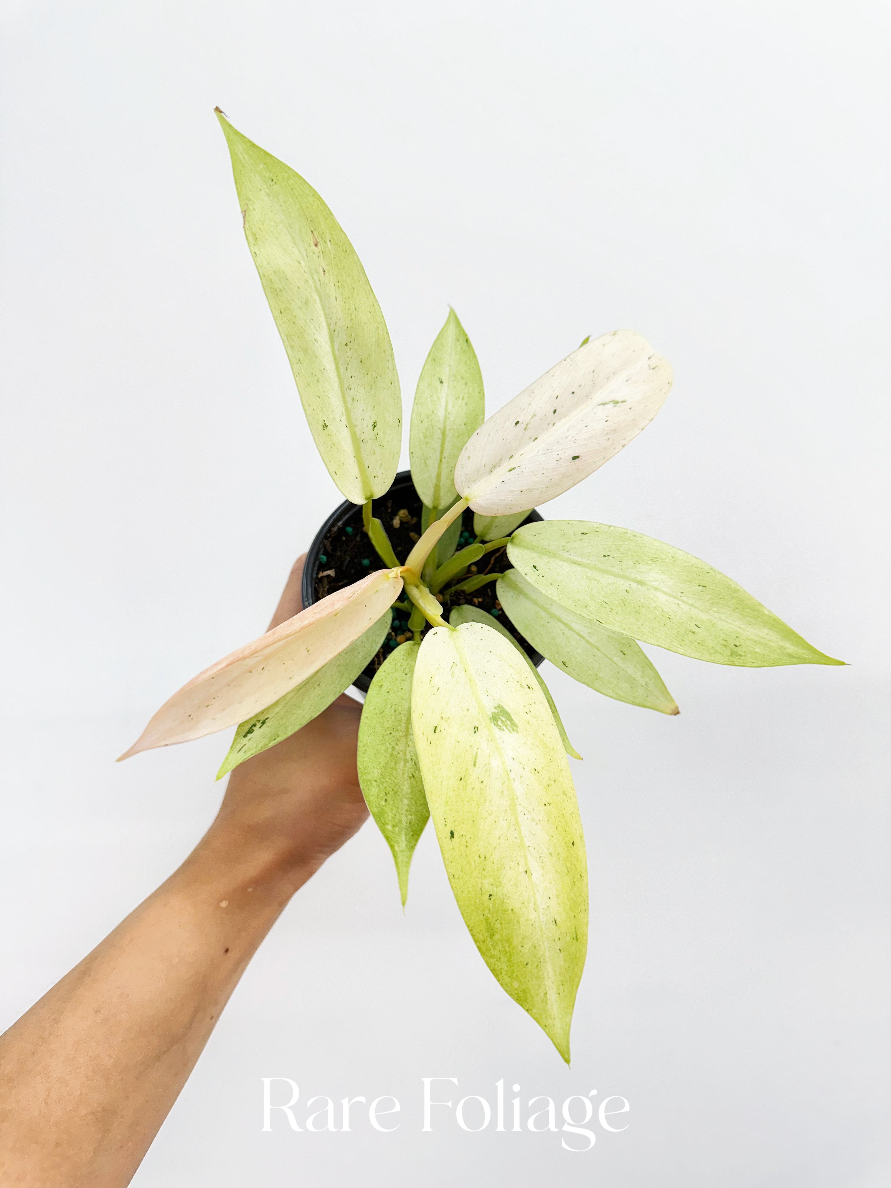 philodendron whipple way for sale Philodendron Whipple Way 4" – Rare Foliage Plant Co