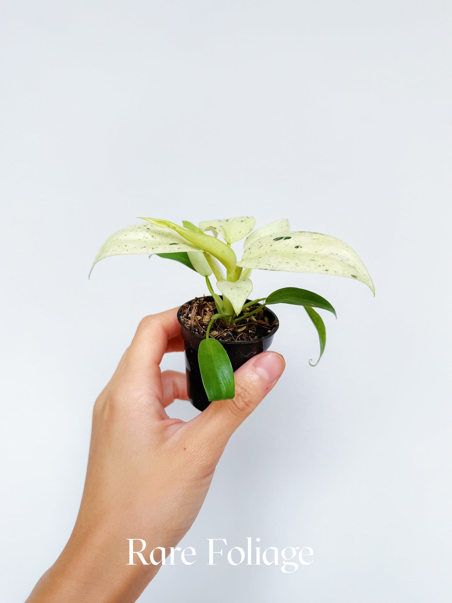 Philodendron Whipple Way 2"