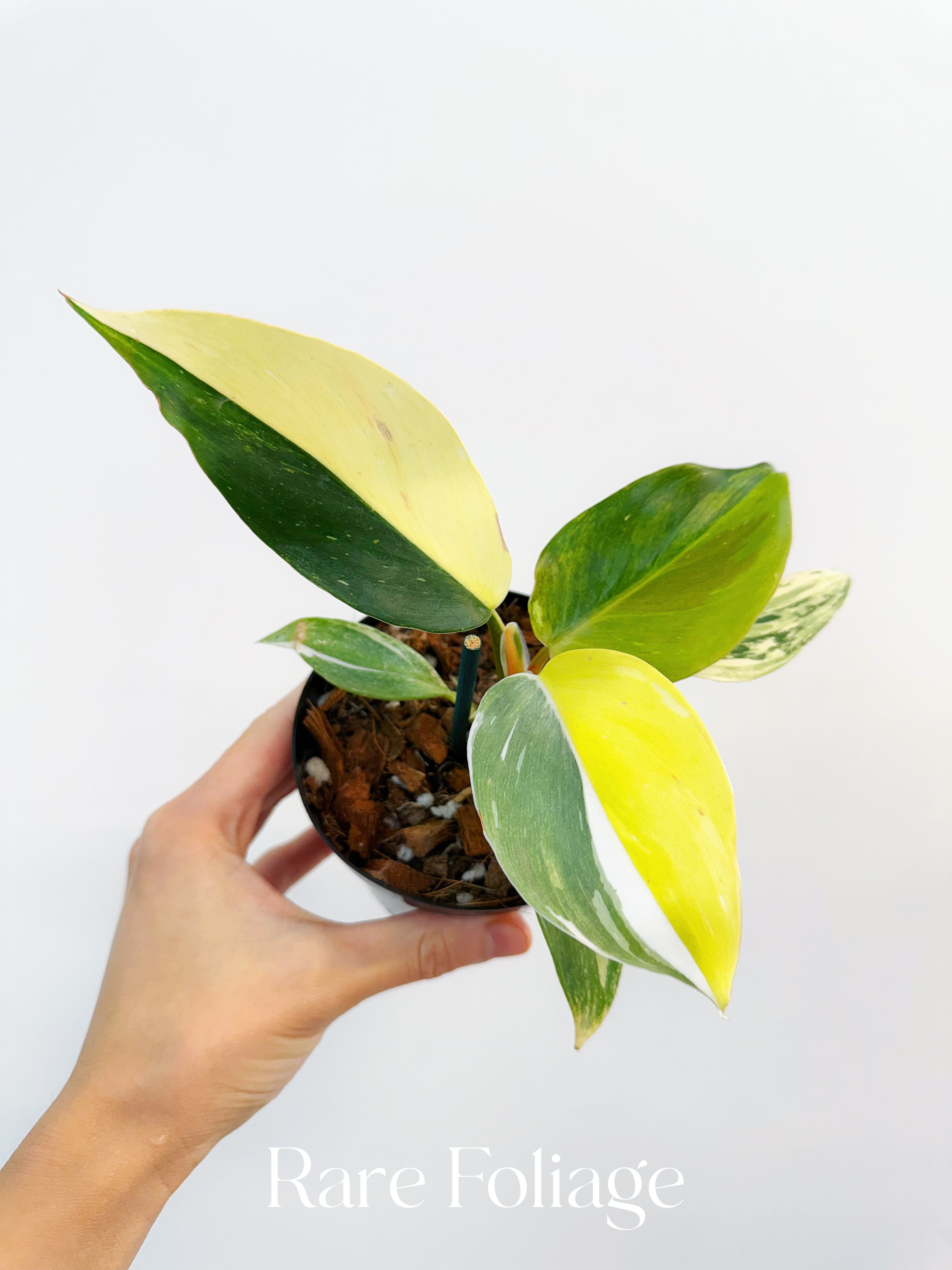 philodendron white knight yellow leaves Philodendron White Knight Tricolor 4” Exact Plant – Rare Foliage Plant Co