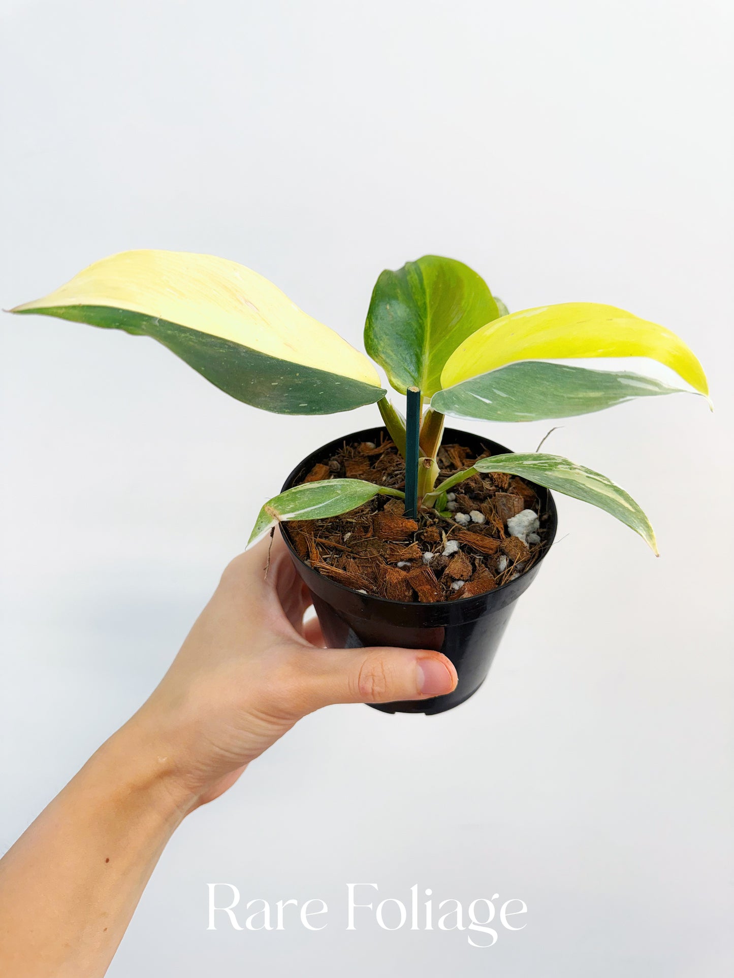 Philodendron White Knight Tricolor 4” Exact Plant
