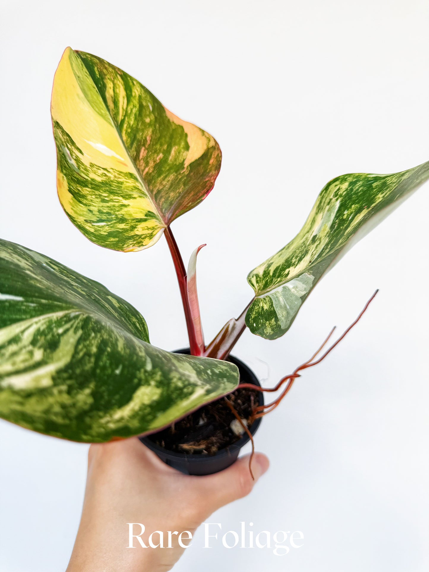 Philodendron White Knight Tricolor Variegated 3” Exact Plant