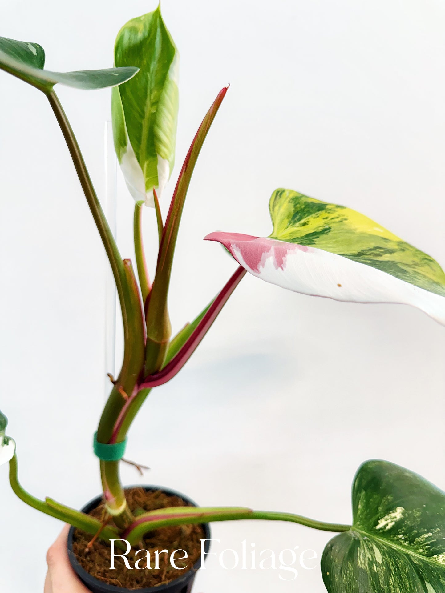 Philodendron White Princess Tricolor 4” Exact Plant