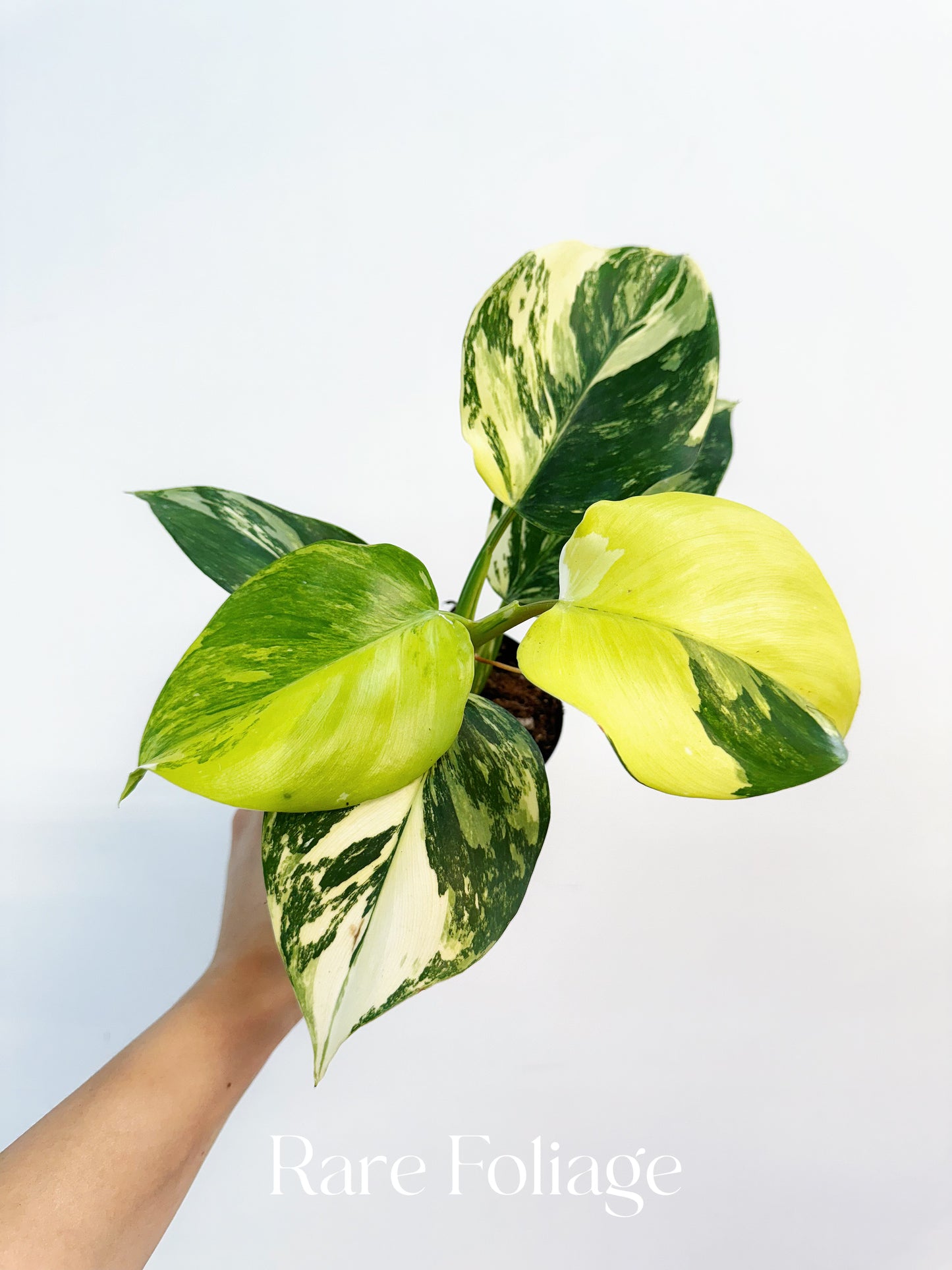 Philodendron White Wizard Tricolor 4” Exact Plant