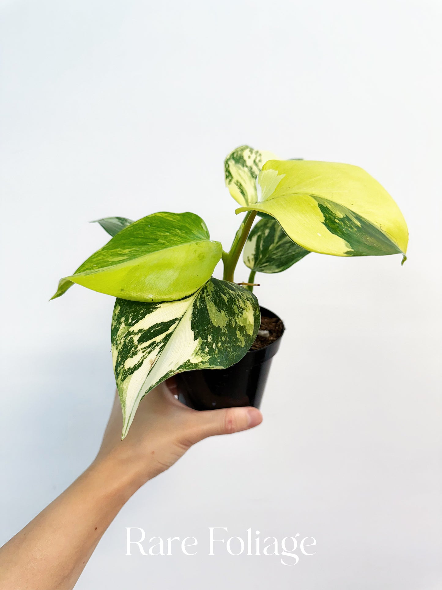 Philodendron White Wizard Tricolor 4” Exact Plant