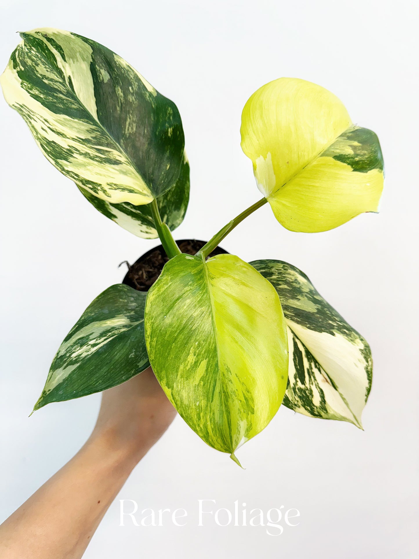 Philodendron White Wizard Tricolor 4” Exact Plant