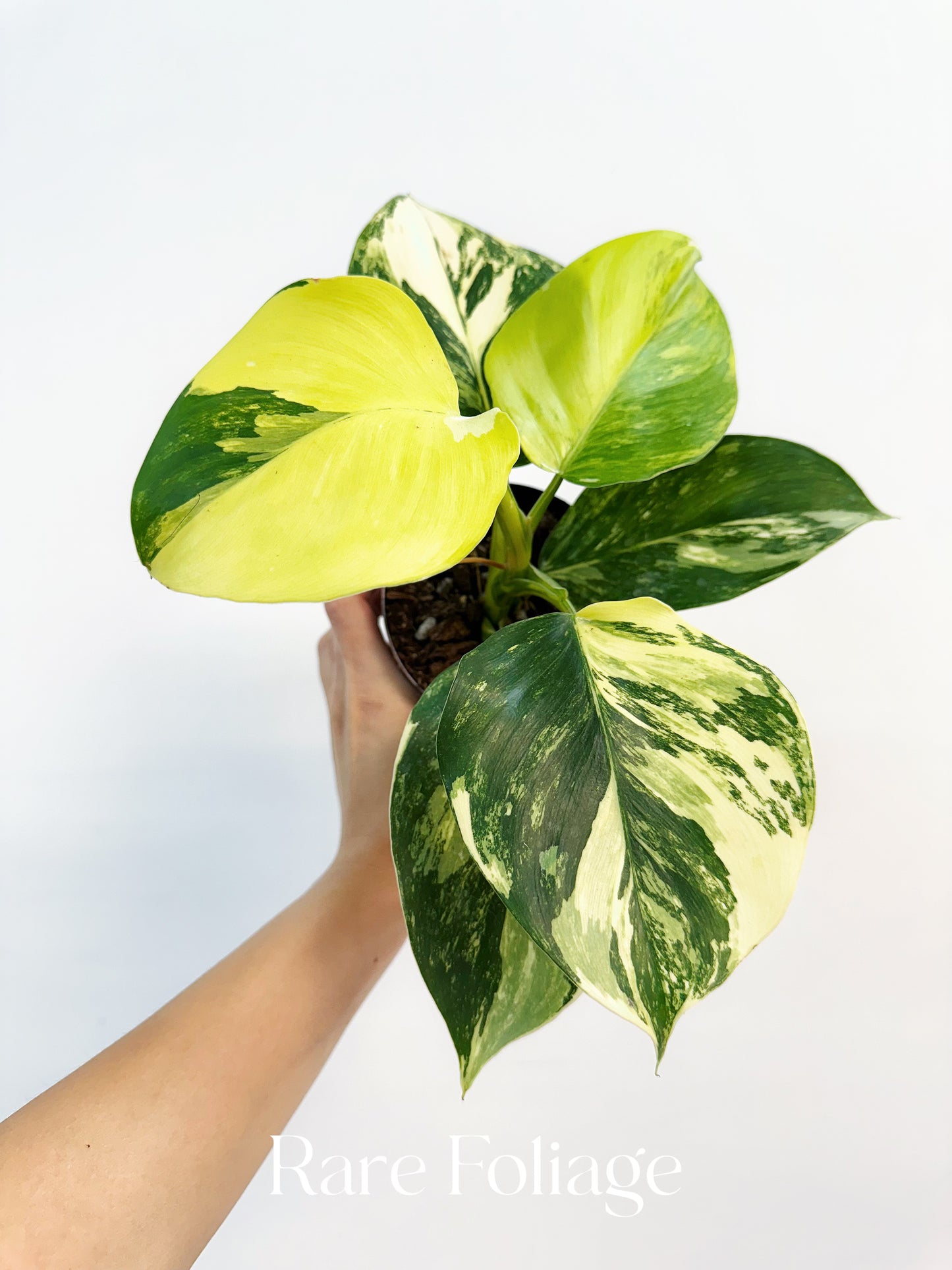 Philodendron White Wizard Tricolor 4” Exact Plant