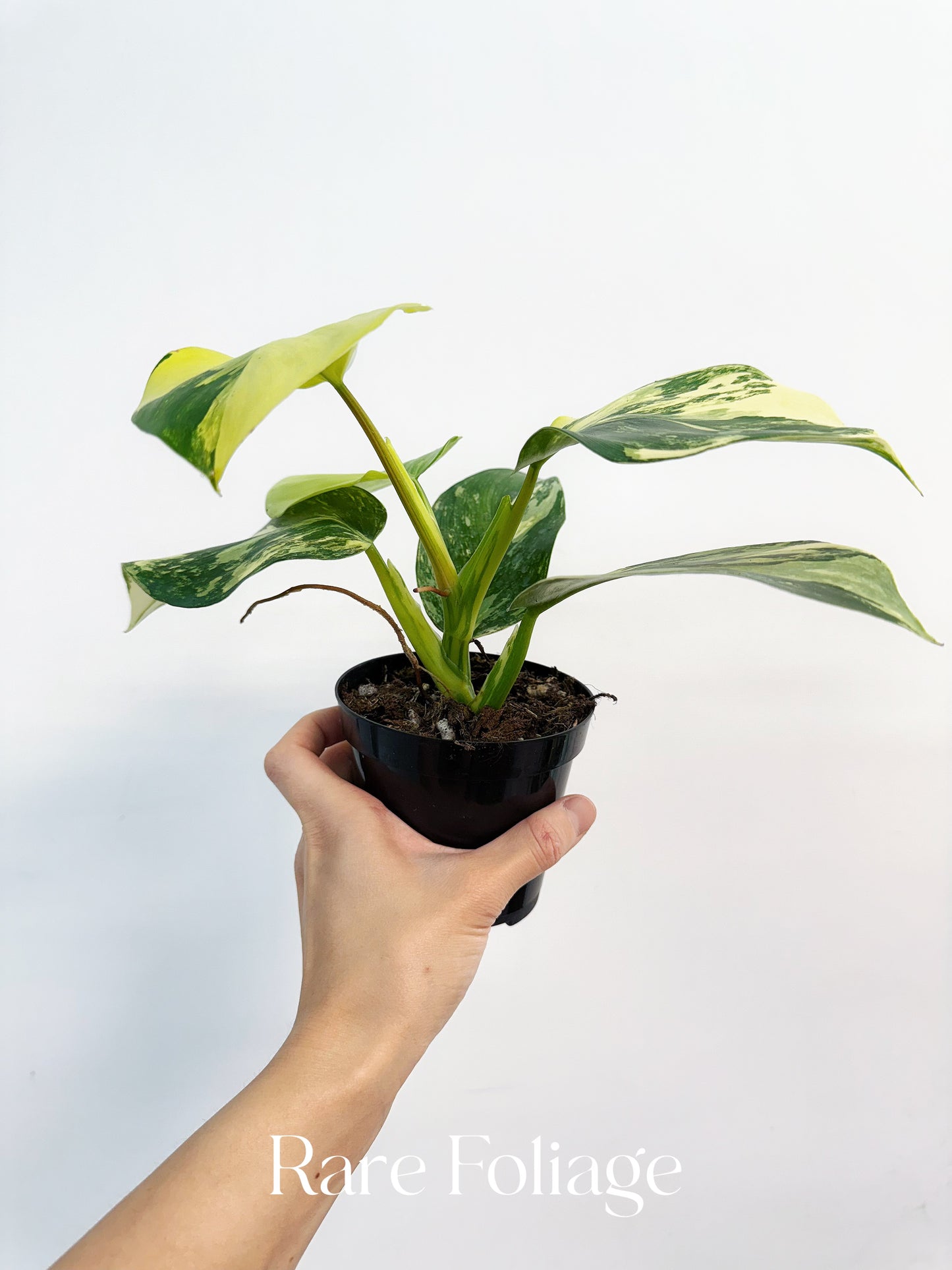 Philodendron White Wizard Tricolor 4” Exact Plant