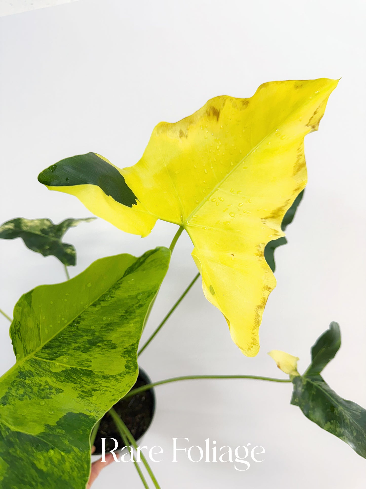 Philodendron Williamsii Variegated 6” XL Exact Plant