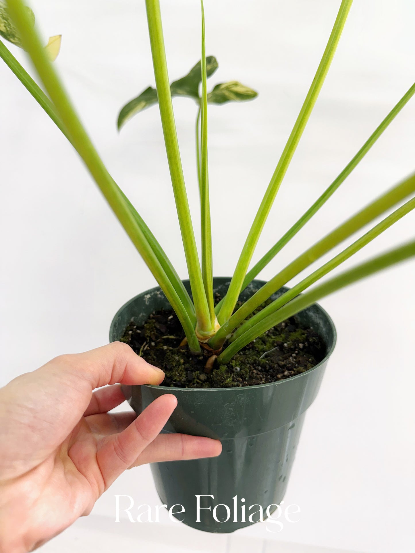 Philodendron Williamsii Variegated 6” XL Exact Plant