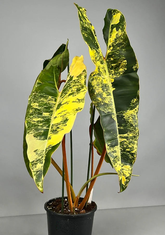 philodendron billietiae tissue culture Philodendron Billietiae Variegated (Tissue Culture)