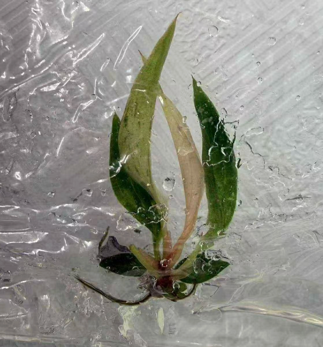 Philodendron Strawberry Marble (Tissue Culture) *Preorder* Ship Date Mid March 2026