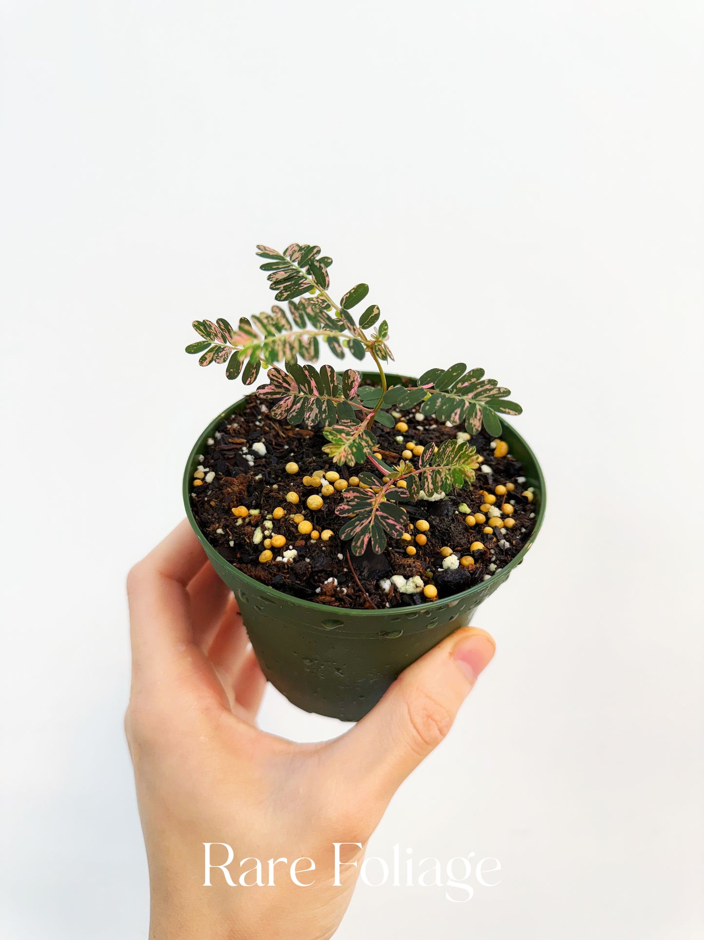 Phyllanthus Urinaria Pink Variegated 4”