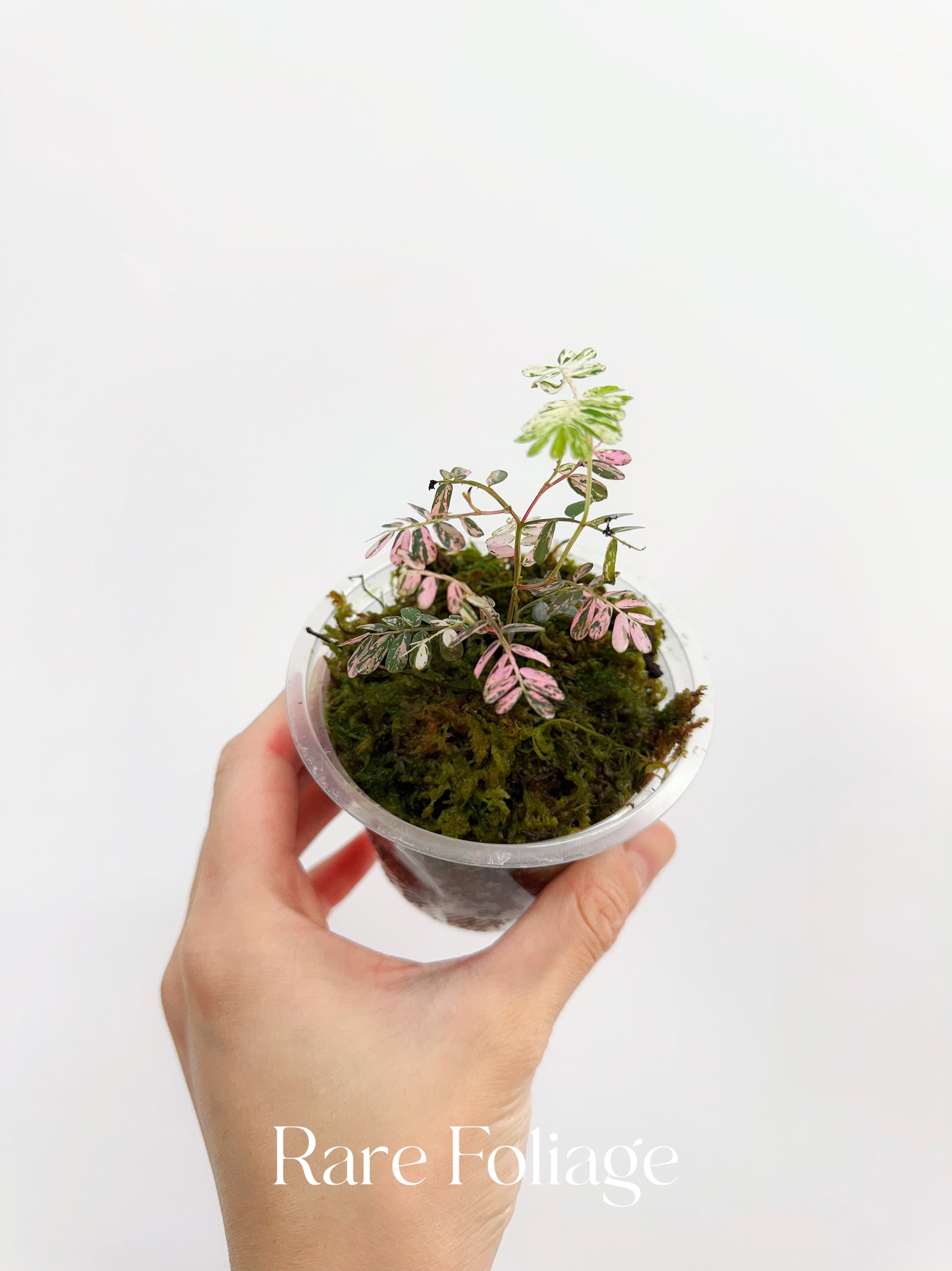 Phyllanthus Urinaria Pink Variegated 3” (Next Day Shipping Included)