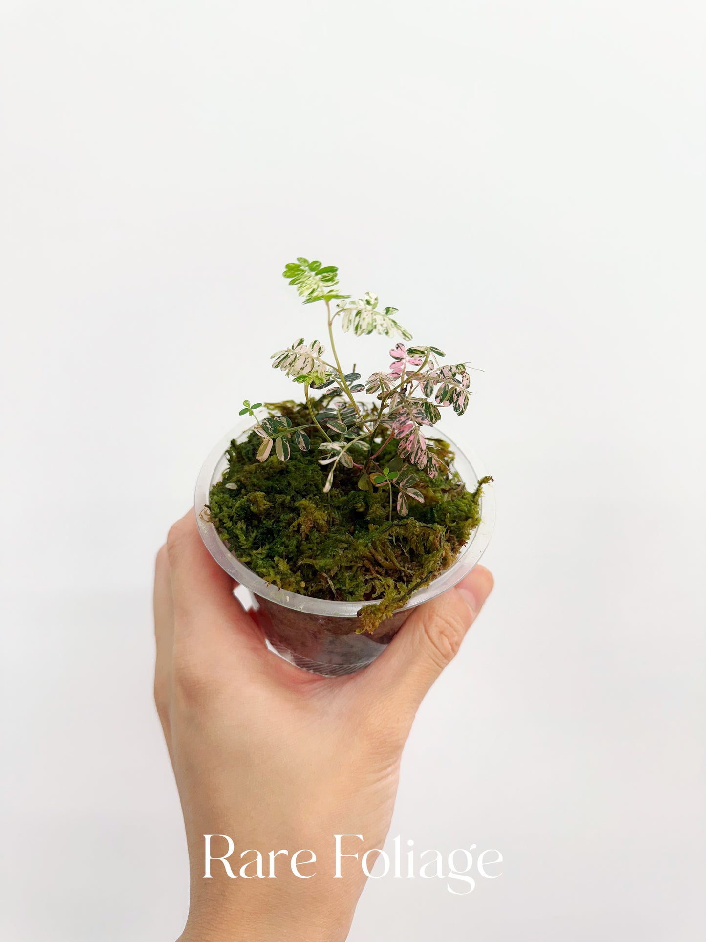 Phyllanthus Urinaria Pink Variegated 3” (Next Day Shipping Included)