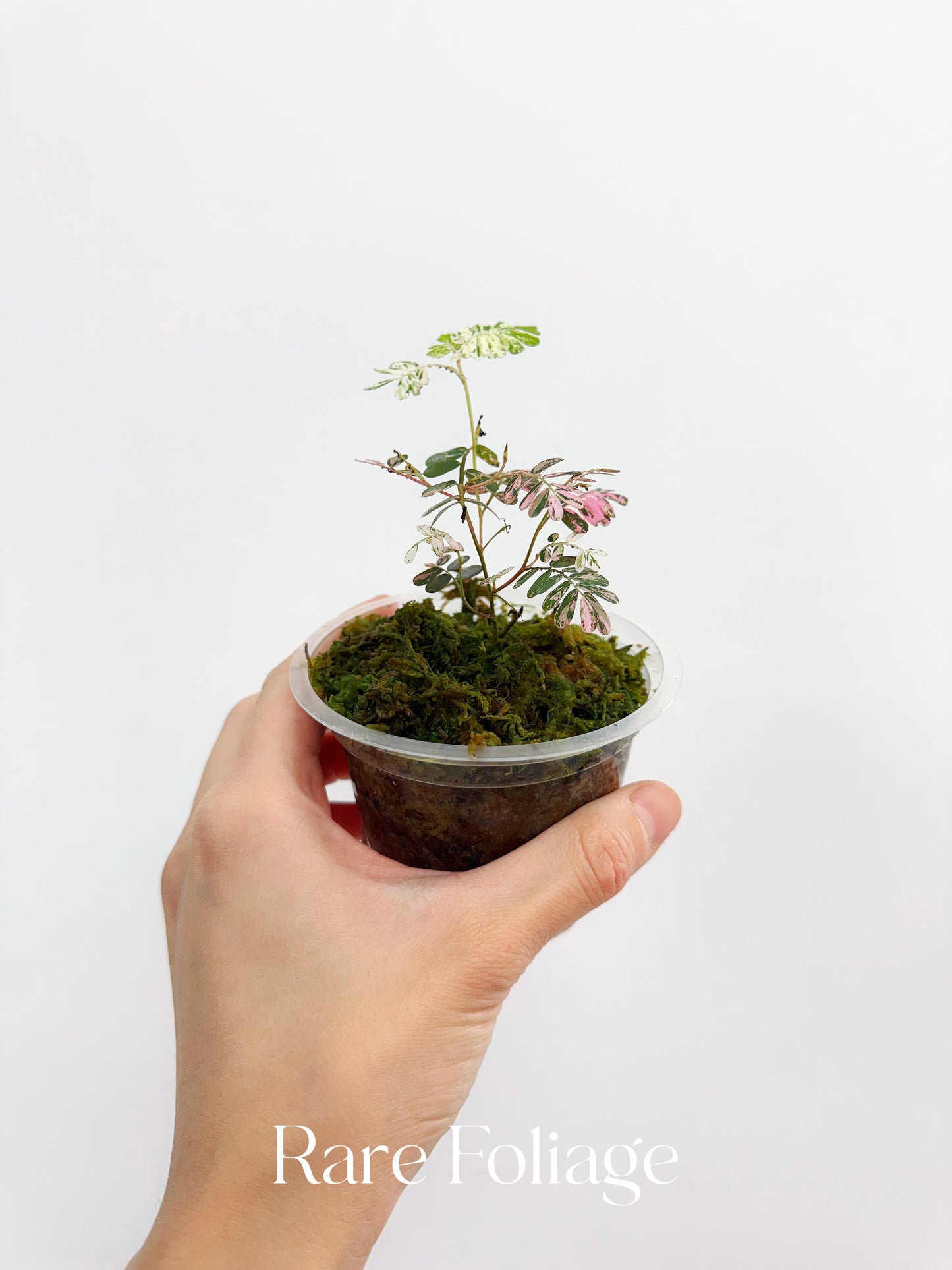 Phyllanthus Urinaria Pink Variegated 3” (Next Day Shipping Included)