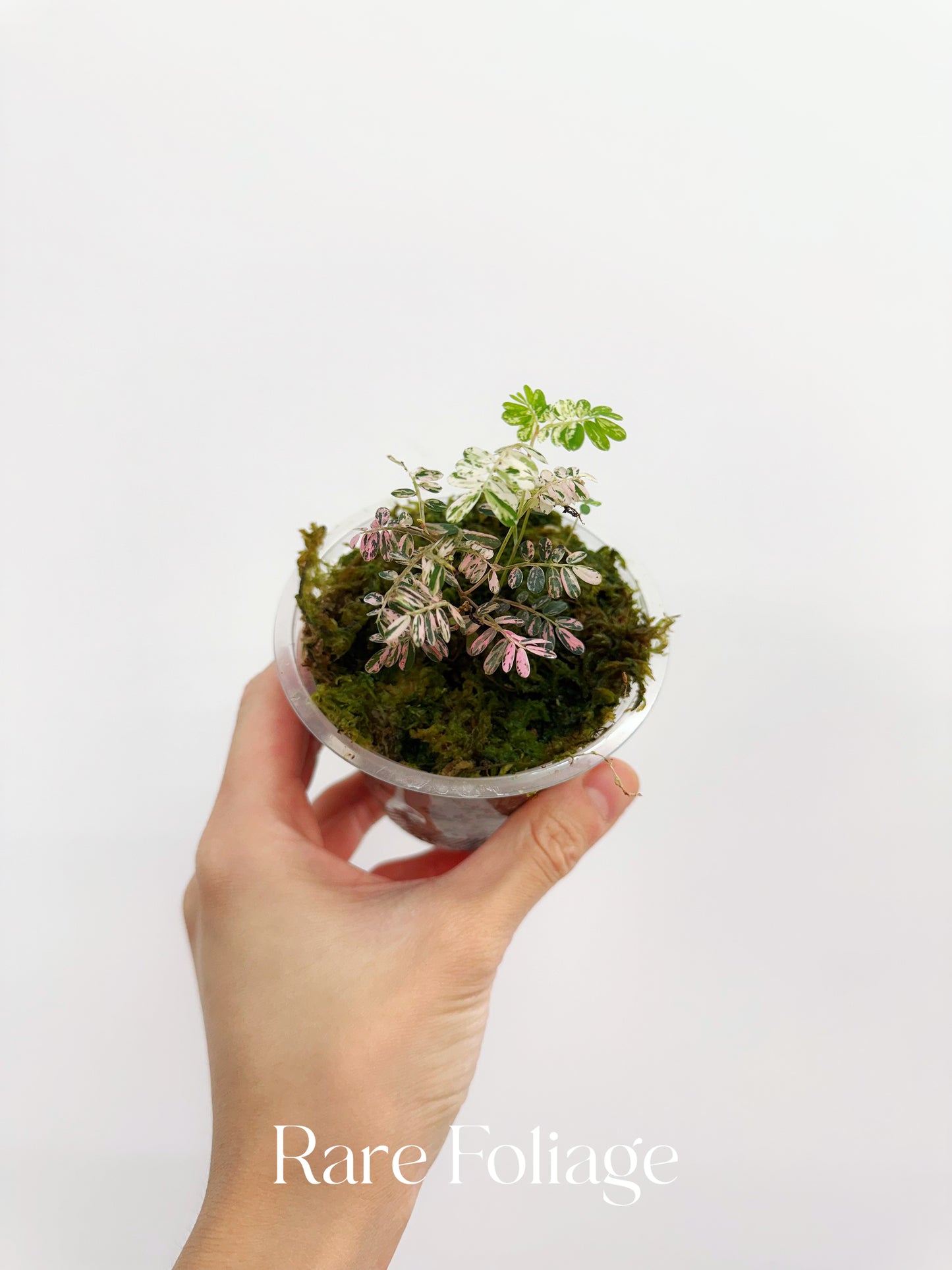 Phyllanthus Urinaria Pink Variegated 3” (Next Day Shipping Included)