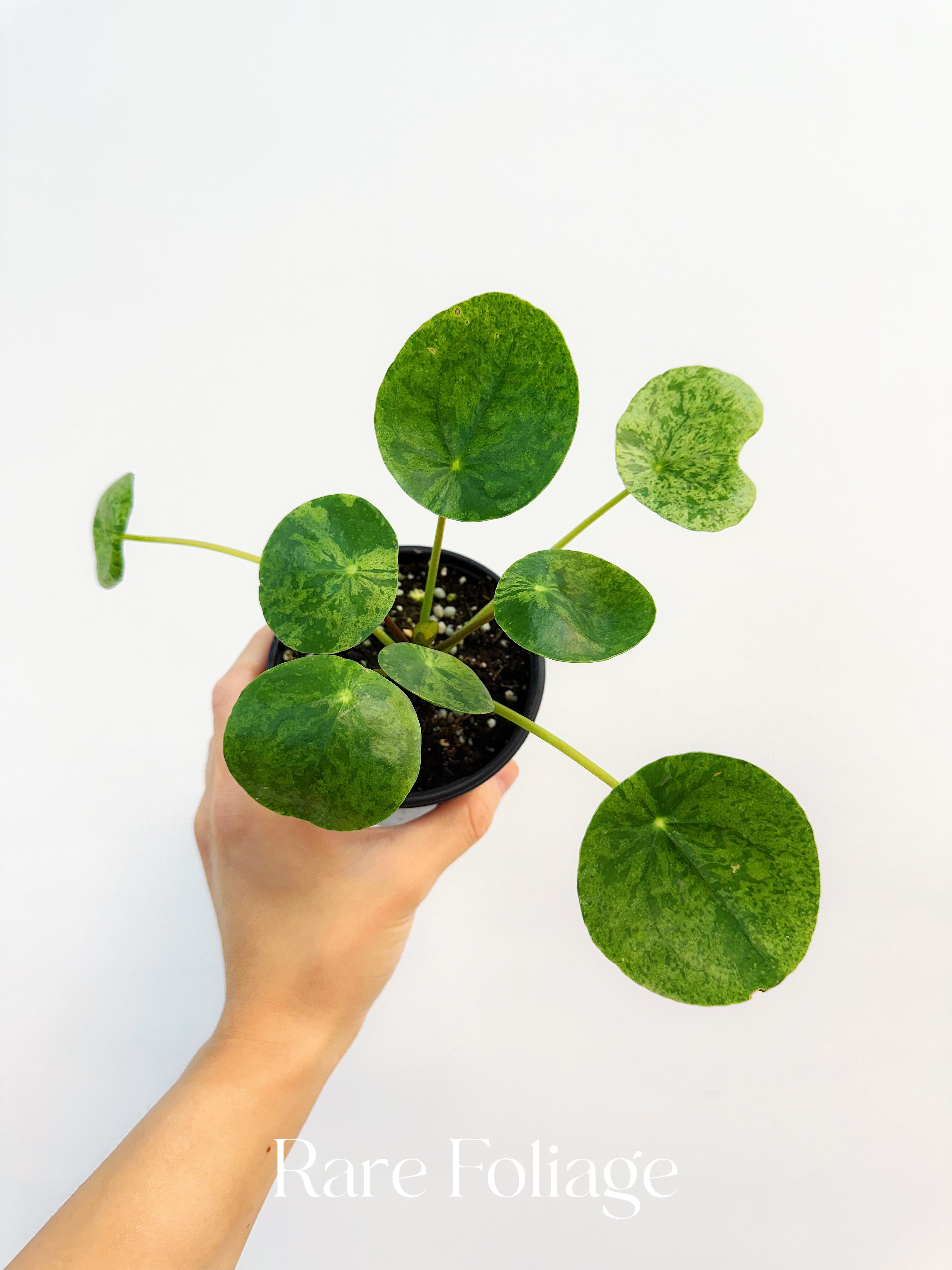 Pilea Mojito Variegated 4” – Rare Foliage Plant Co