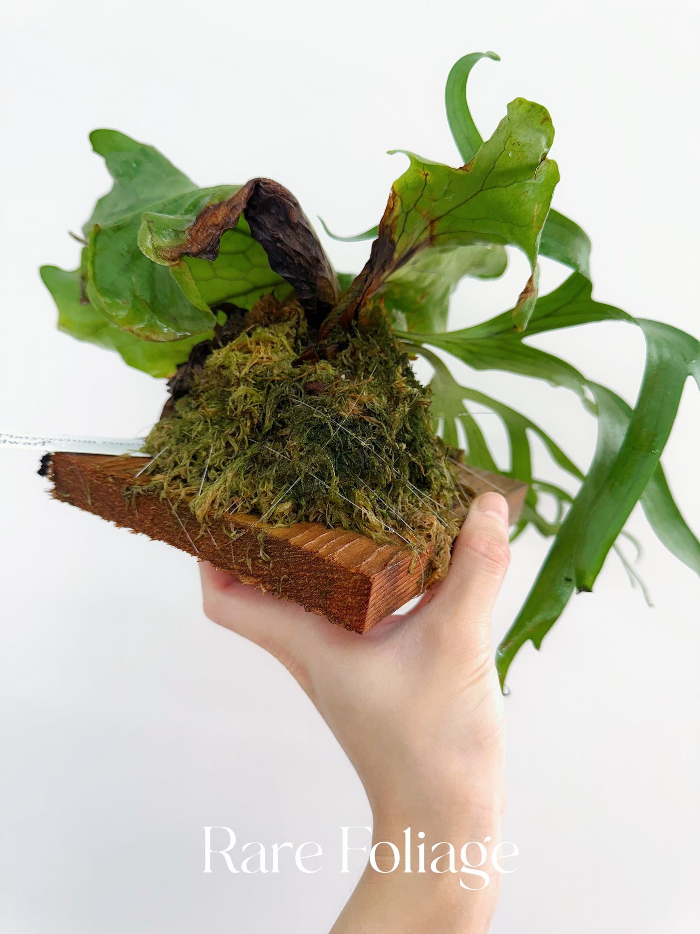 Platycerium Coronarium Dwarf on Plank