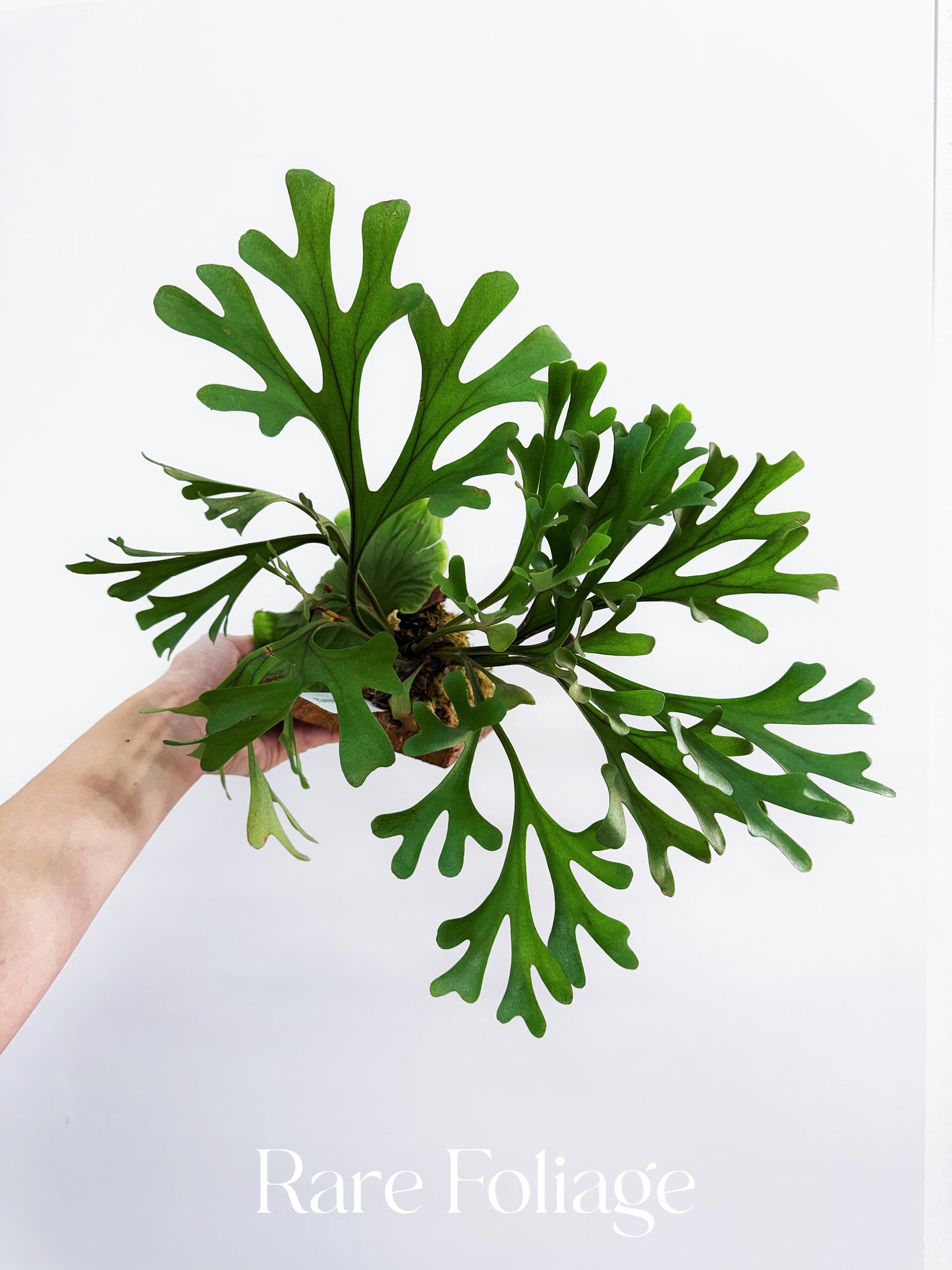 Platycerium Ridleyi 4” Exact Plant