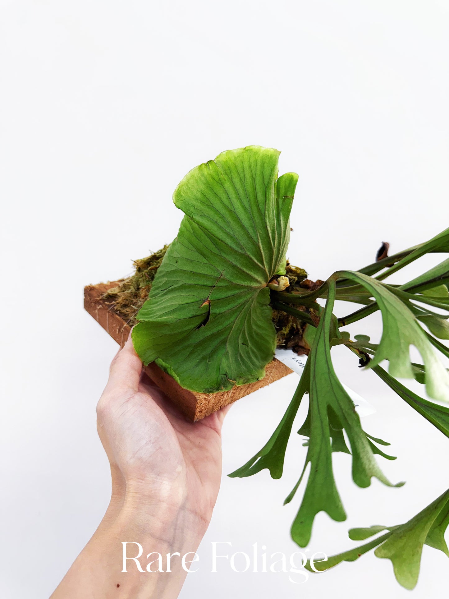 Platycerium Ridleyi 4” Exact Plant