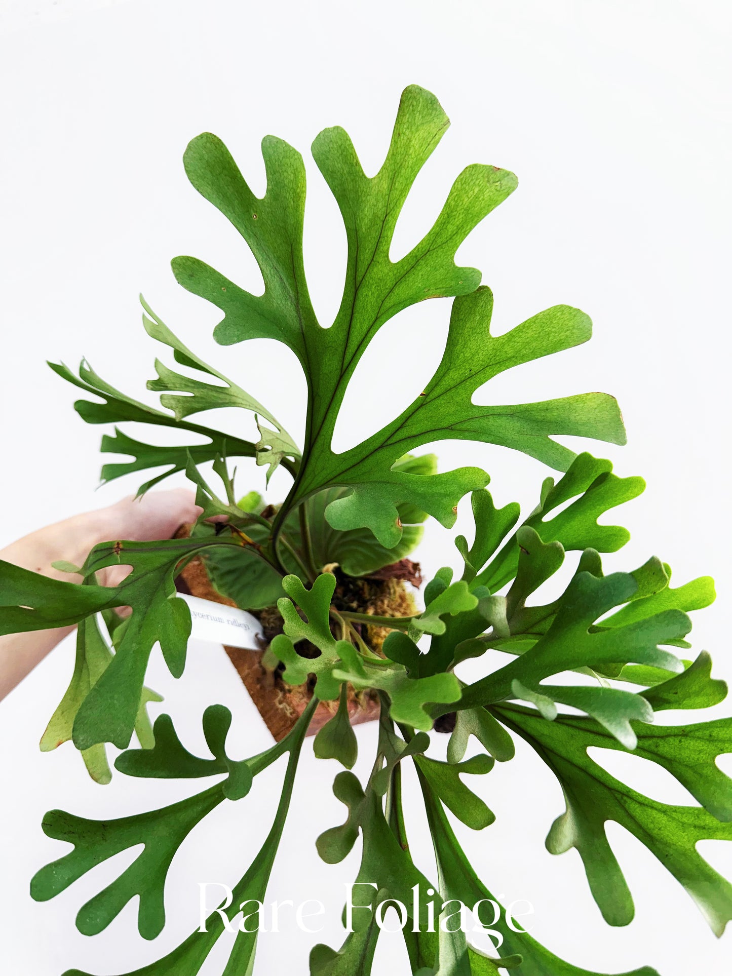 Platycerium Ridleyi 4” Exact Plant