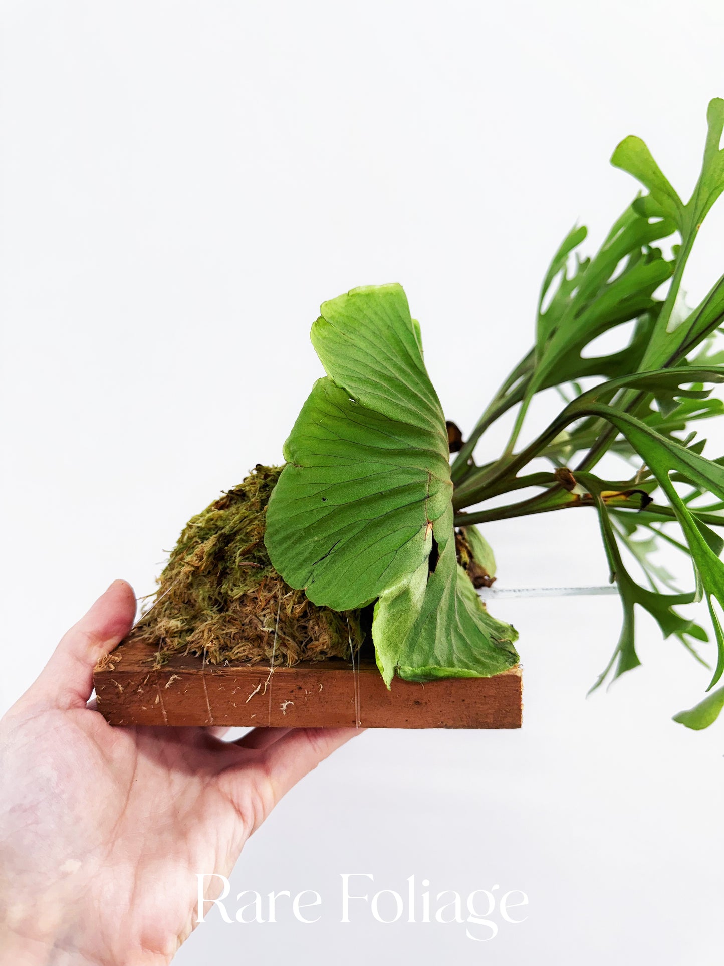 Platycerium Ridleyi 4” Exact Plant