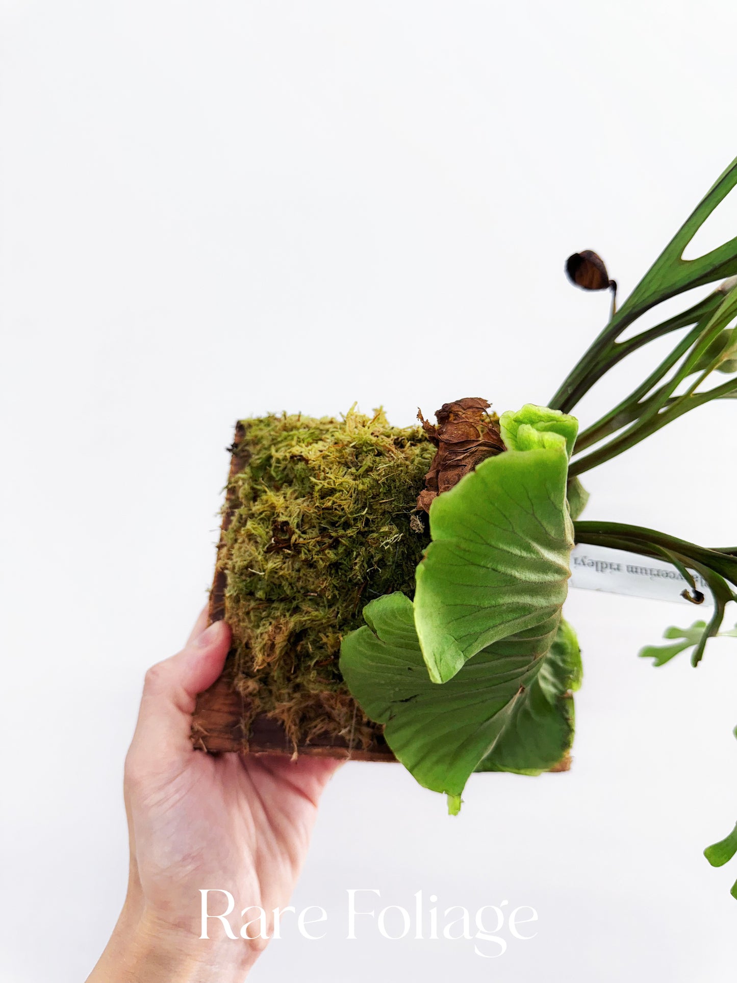 Platycerium Ridleyi 4”