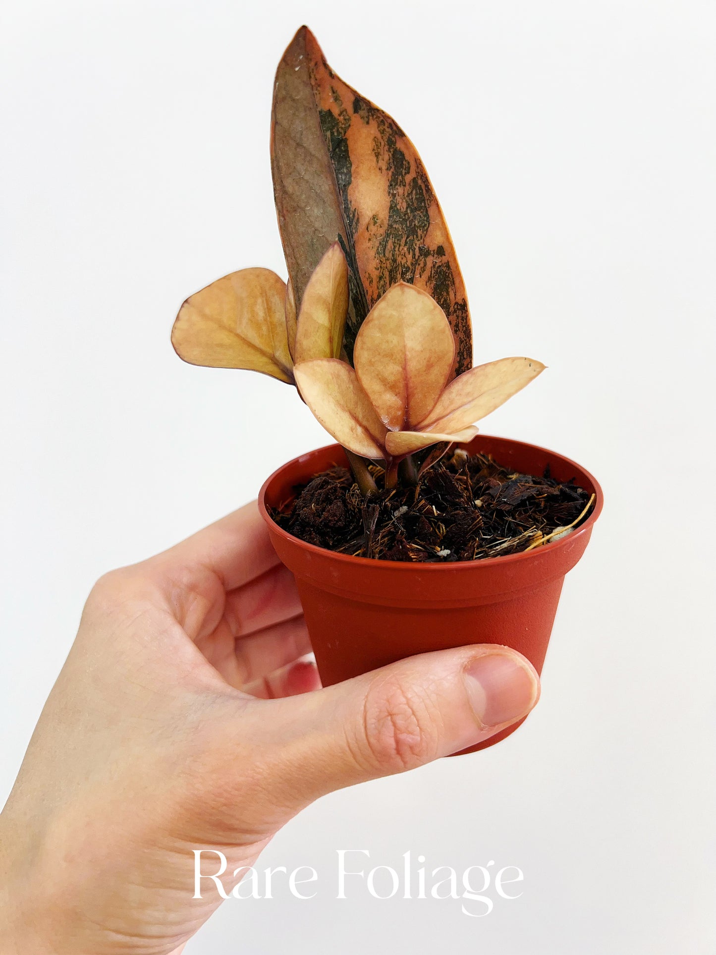 Pink Variegated Raven ZZ 3” Exact Plant