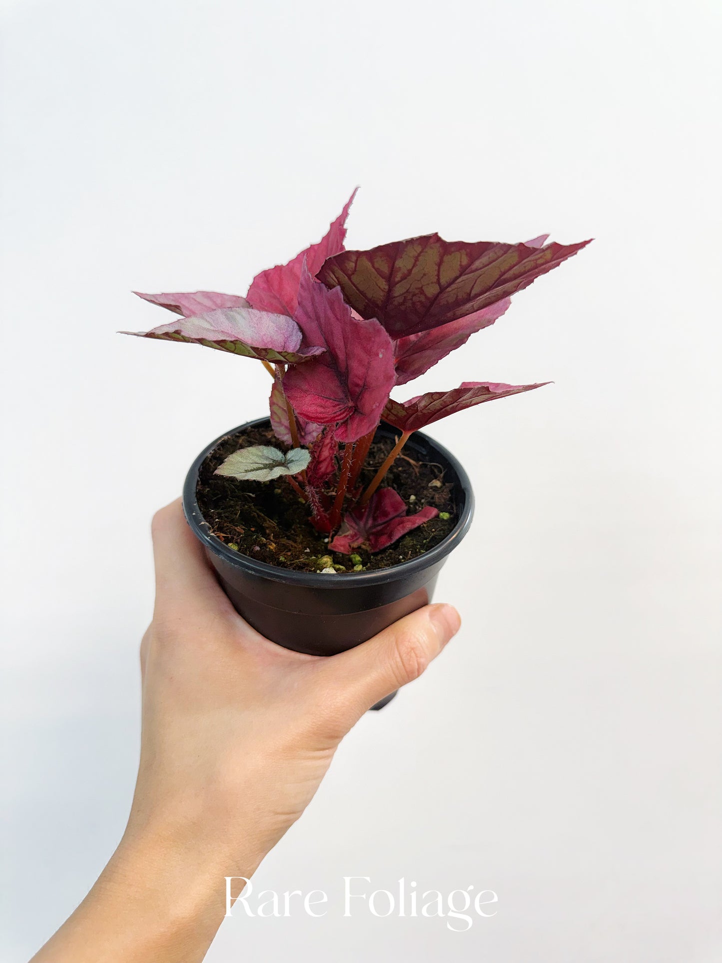 Begonia Rex ‘Inca Flame’ 4”