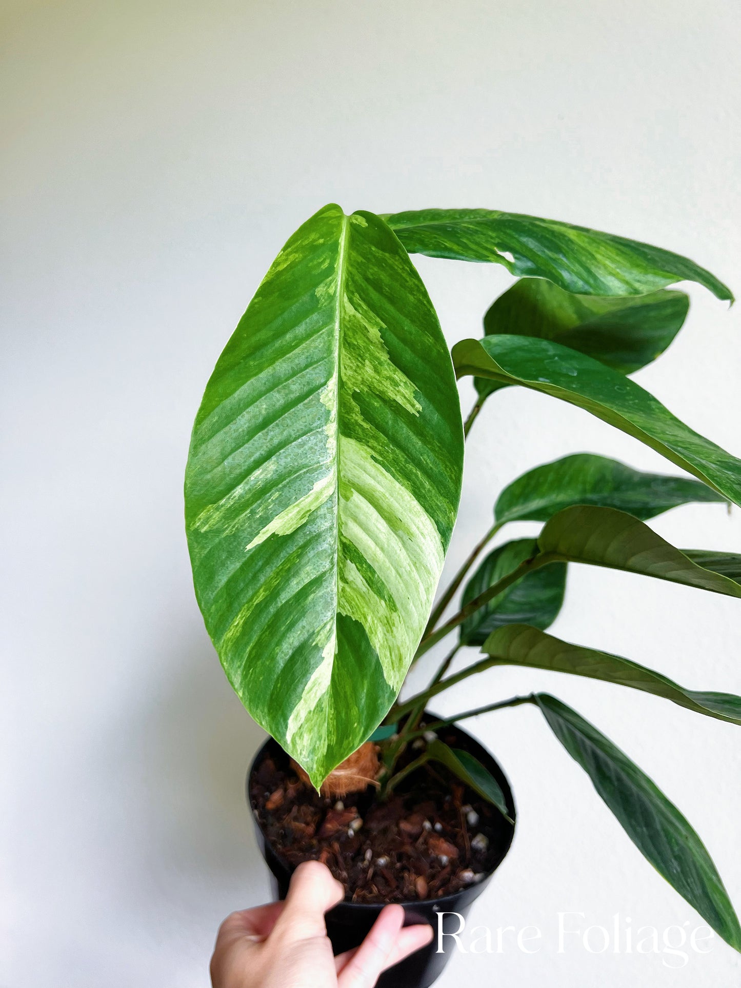 Rhaphidophora Foraminifera Variegated 6” Exact Plant