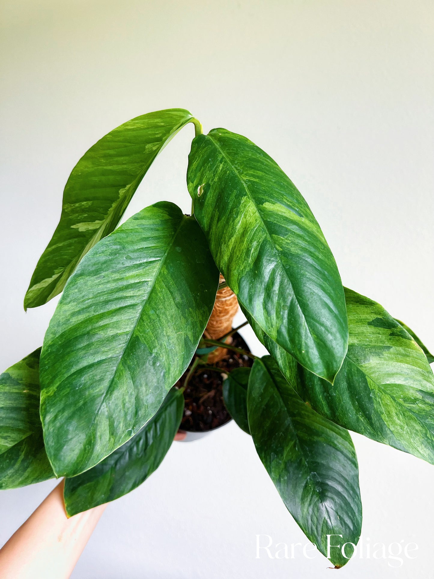 Rhaphidophora Foraminifera Variegated 6” Exact Plant