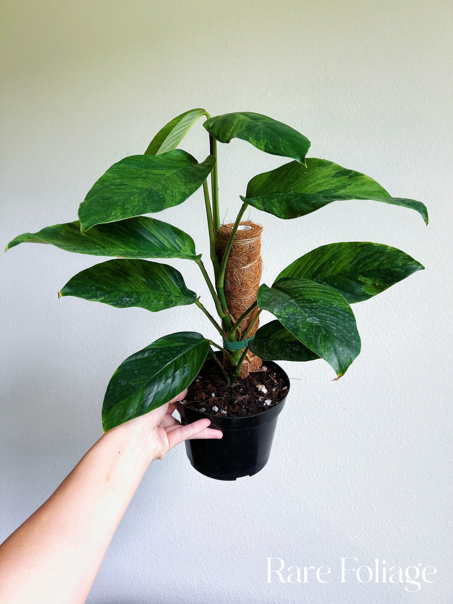 Rhaphidophora Foraminifera Variegated 6” Exact Plant