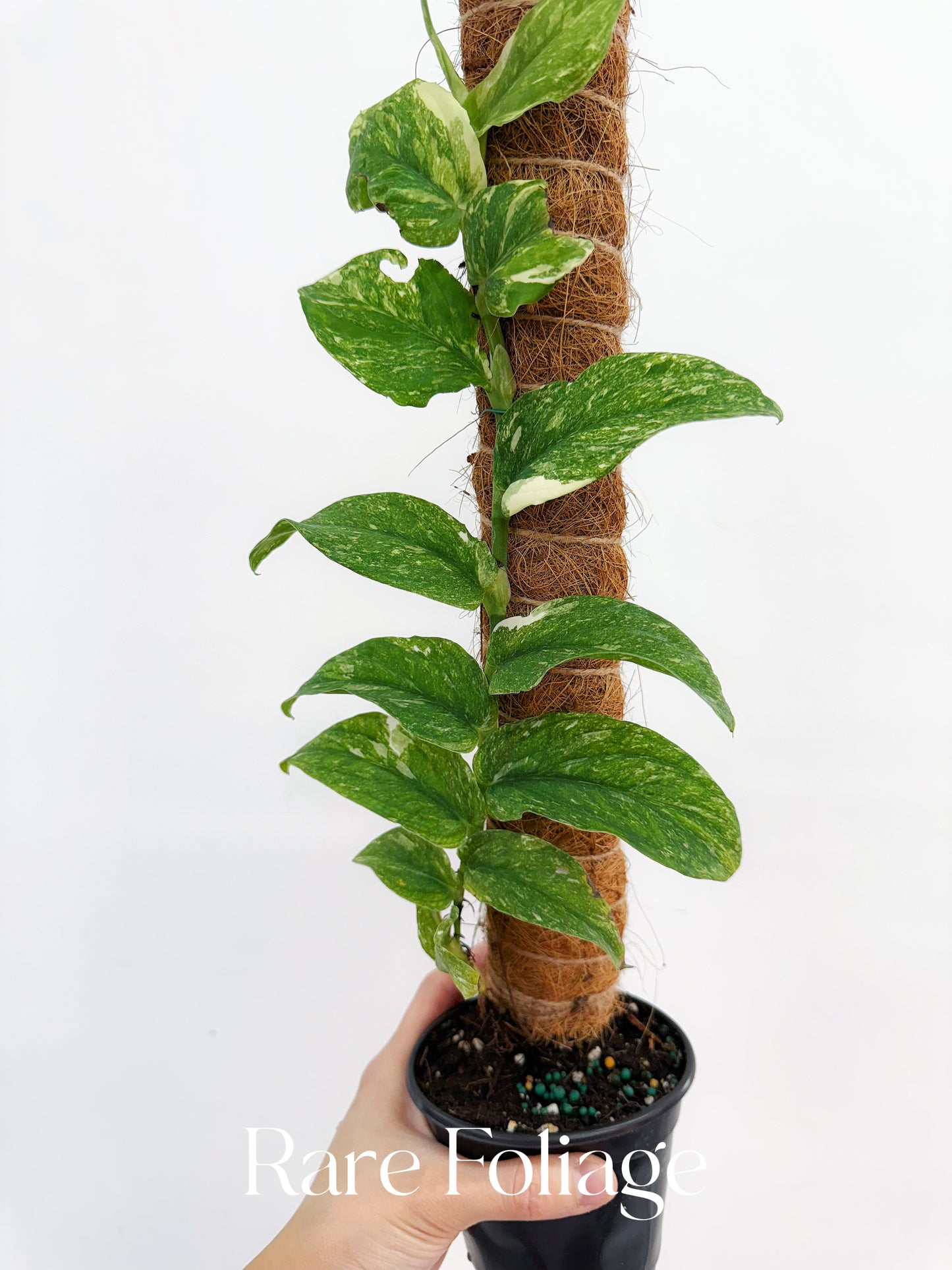 Rhaphidophora Korthalsii Thai Constellation 4”