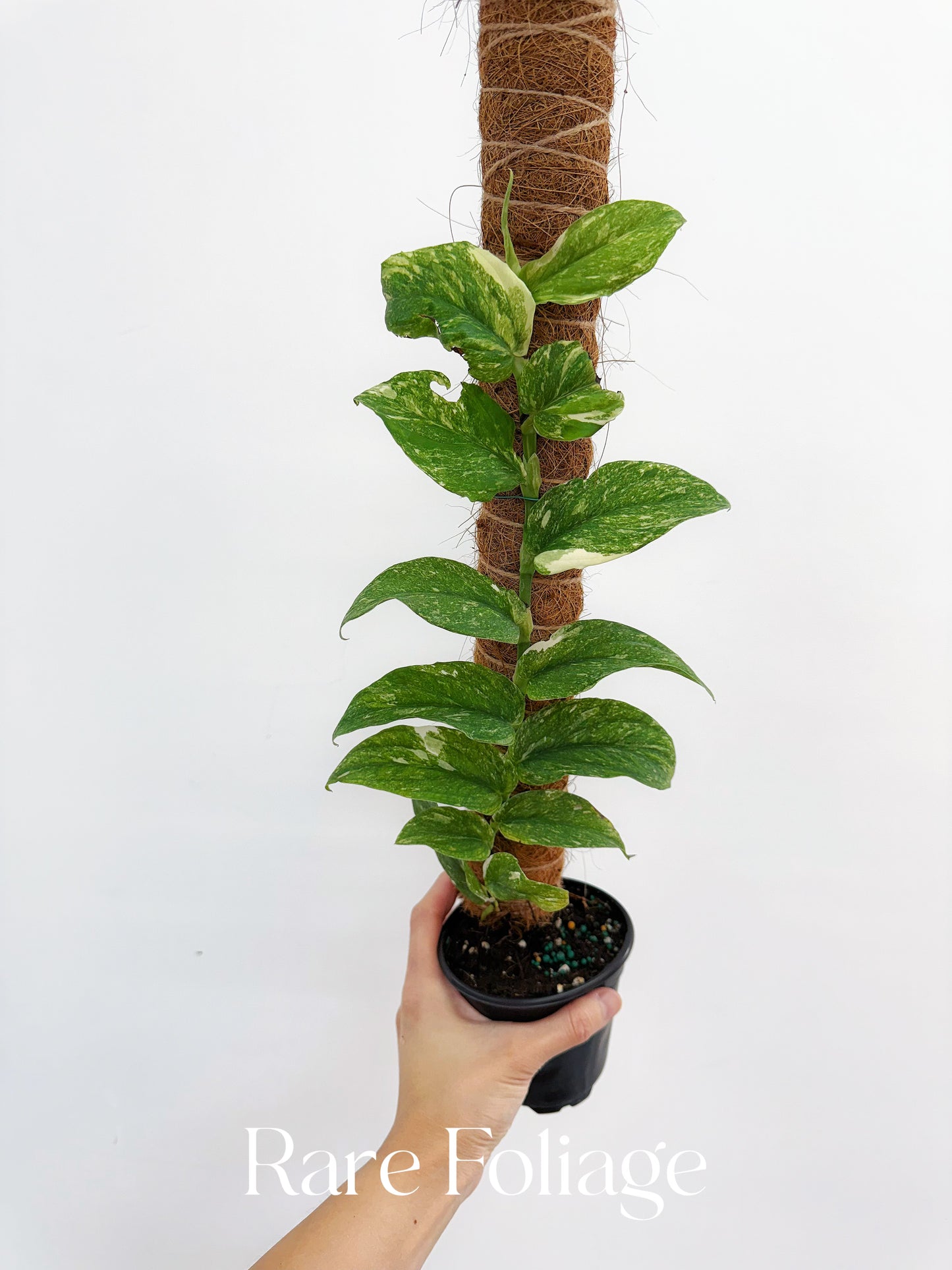 Rhaphidophora Korthalsii Thai Constellation 4”