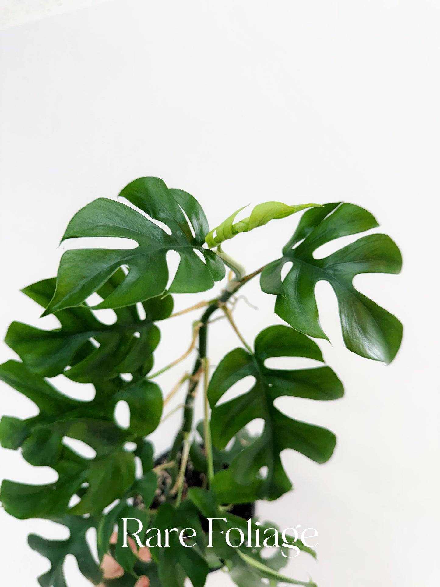 Rhaphidophora Tetrasperma 6”