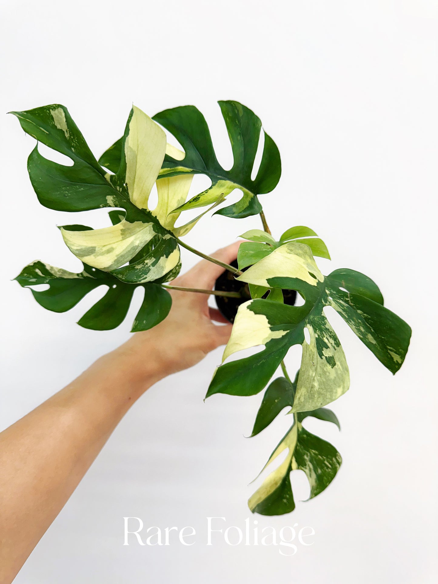 Rhaphidophora Tetrasperma Variegated 3"