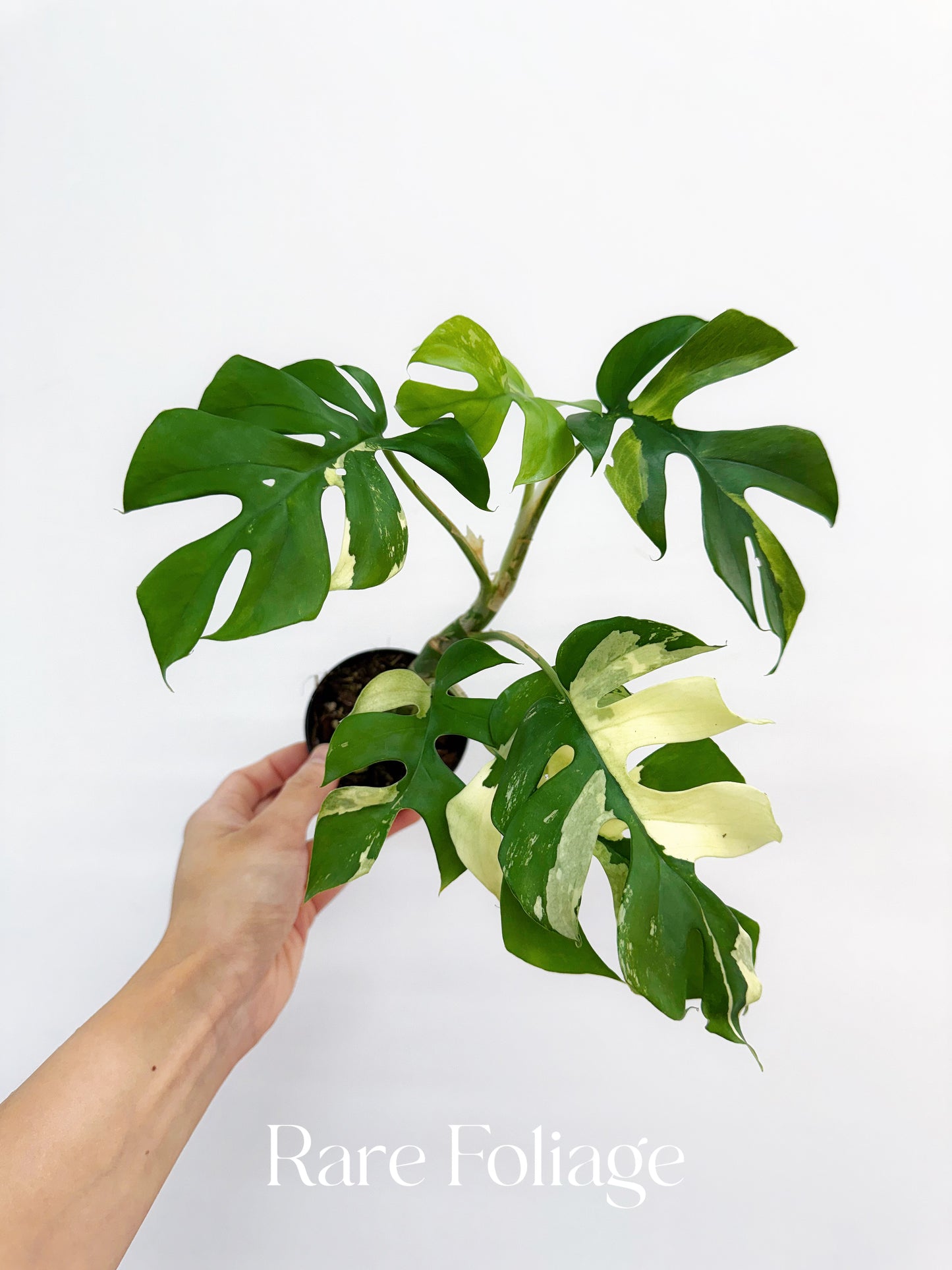 Rhaphidophora Tetrasperma Variegated 3"