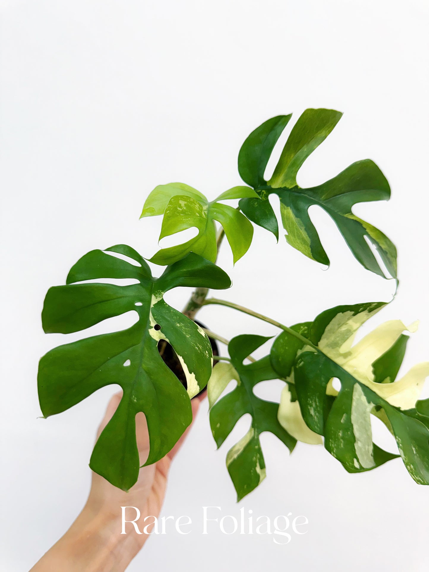 Rhaphidophora Tetrasperma Variegated 3"