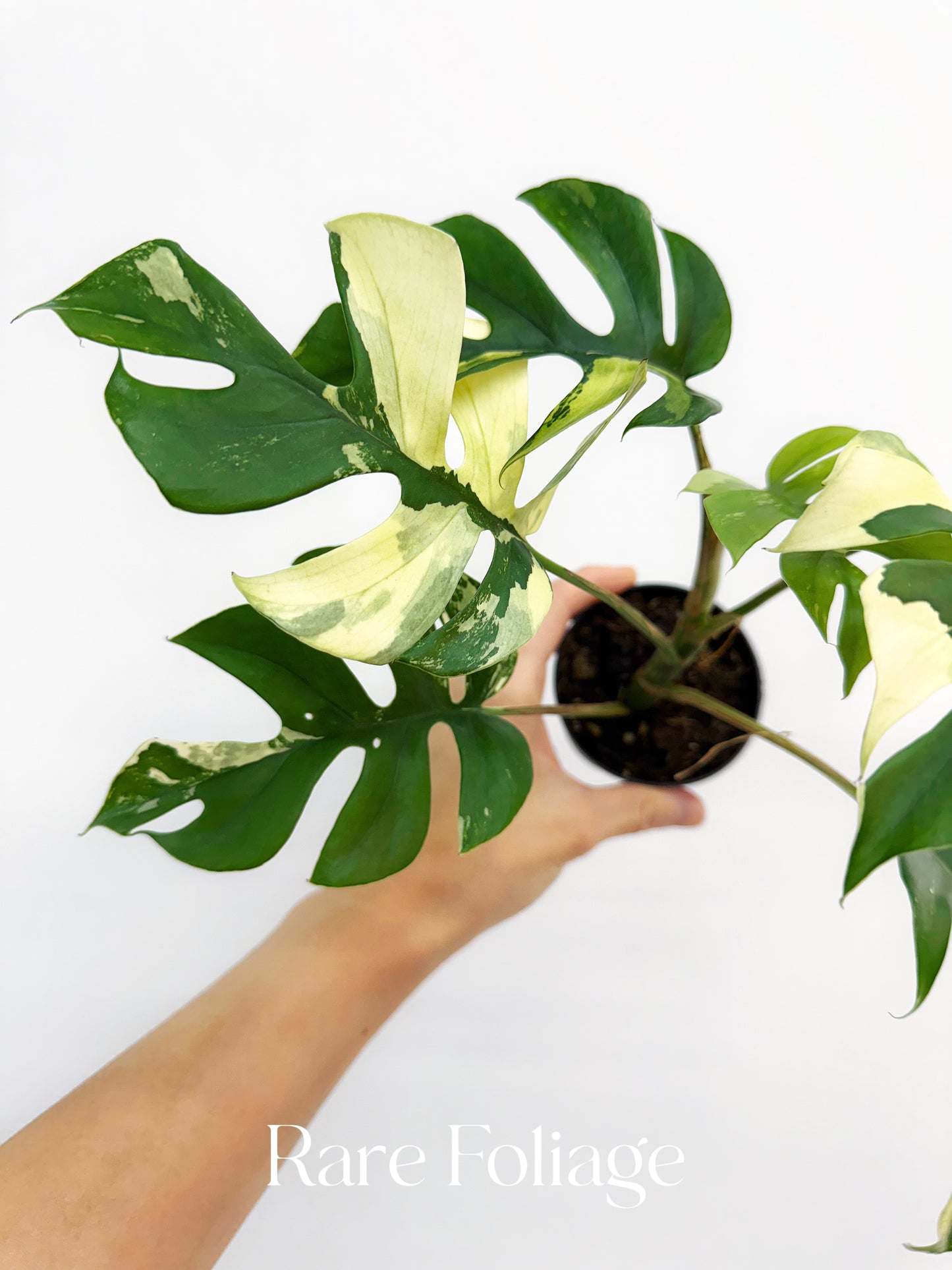 Rhaphidophora Tetrasperma Variegated 3"