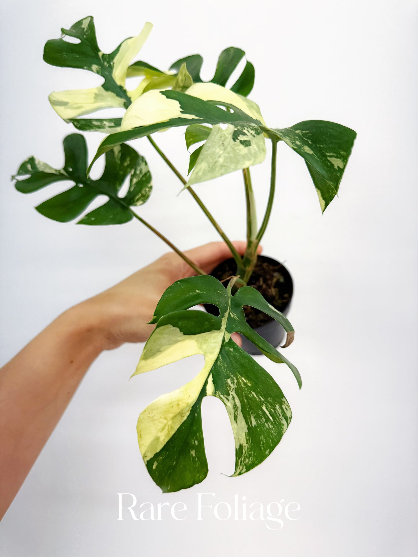 Rhaphidophora Tetrasperma Variegated 3"