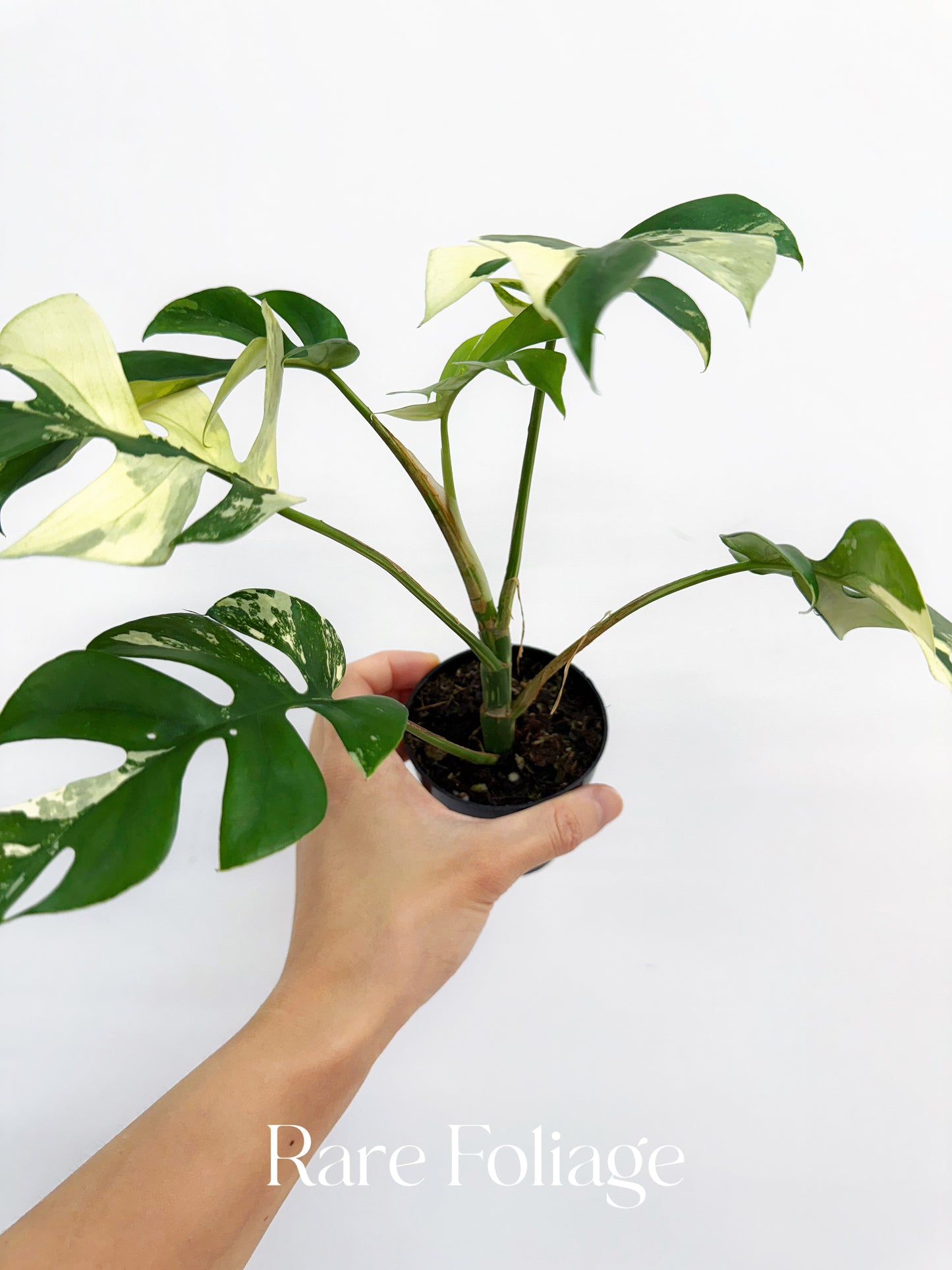 Rhaphidophora Tetrasperma Variegated 3"
