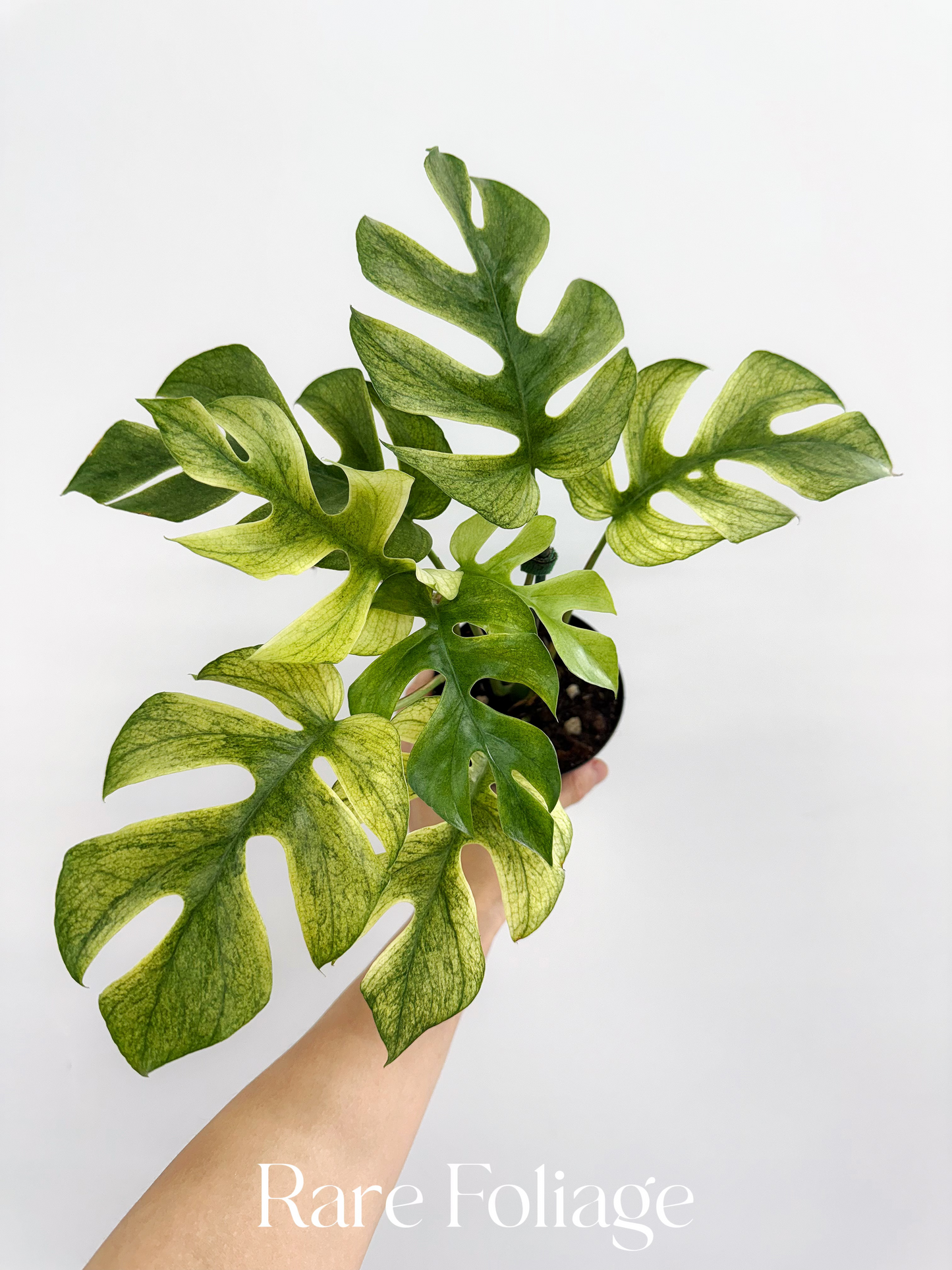 Rhaphidophora Tetrasperma White Monster Mint Variegated 4”