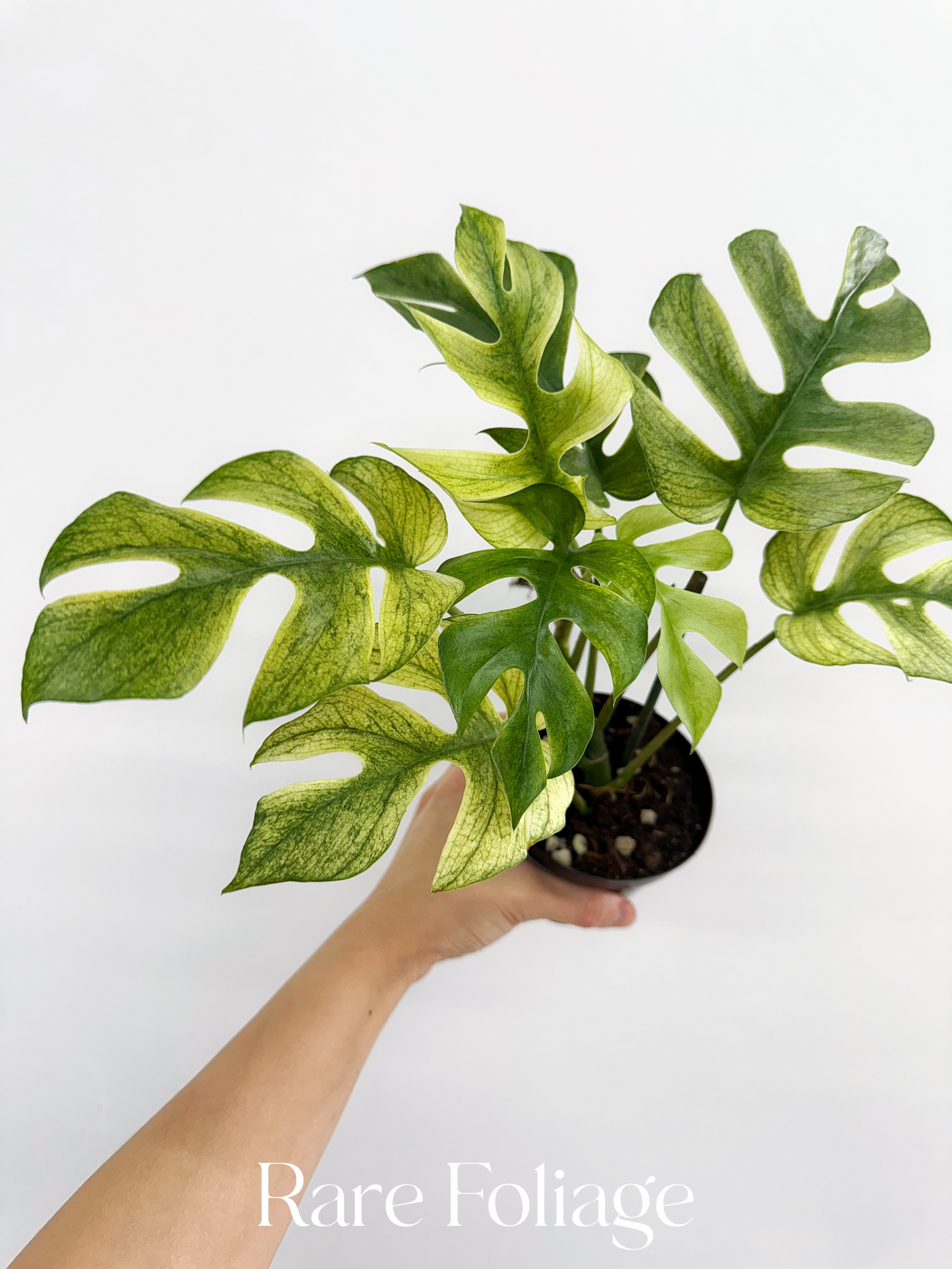 Rhaphidophora Tetrasperma White Monster Mint Variegated 4”