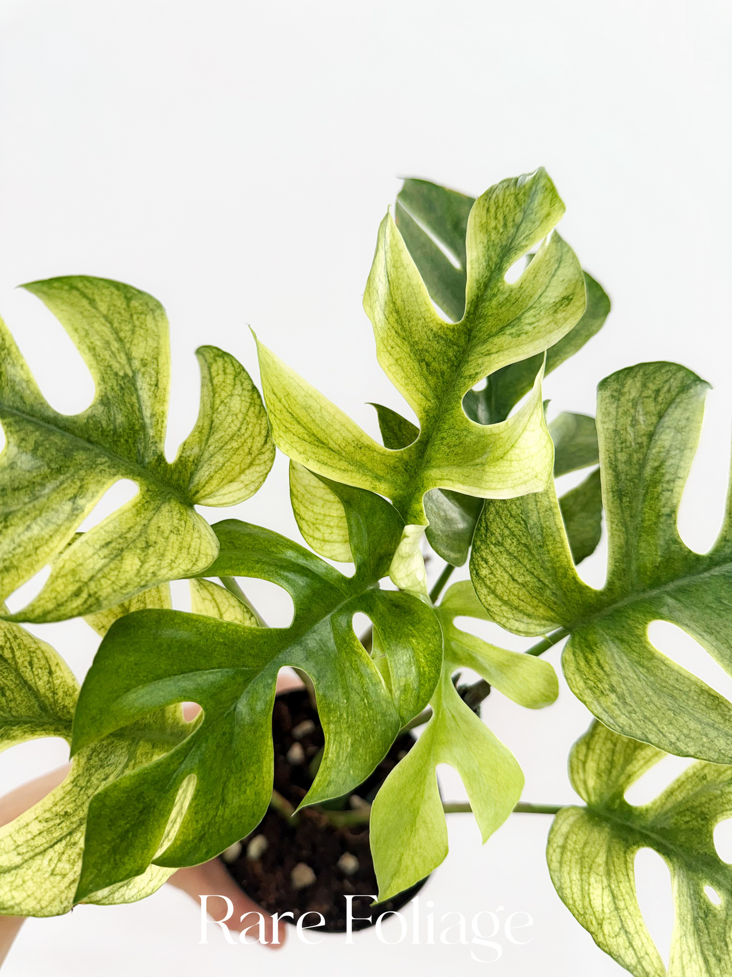 Rhaphidophora Tetrasperma White Monster Mint Variegated 4”