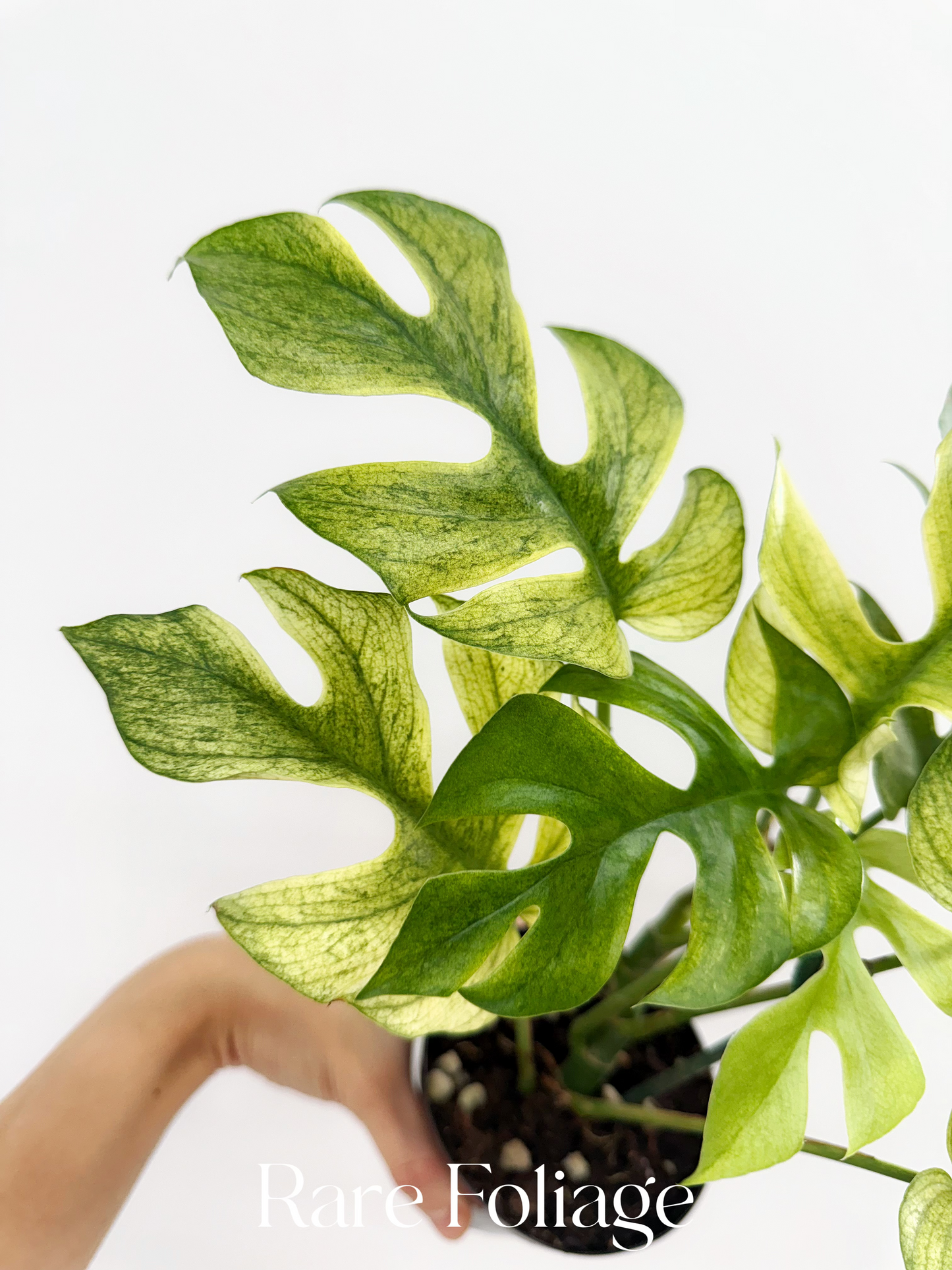 Rhaphidophora Tetrasperma White Monster Mint Variegated 4”