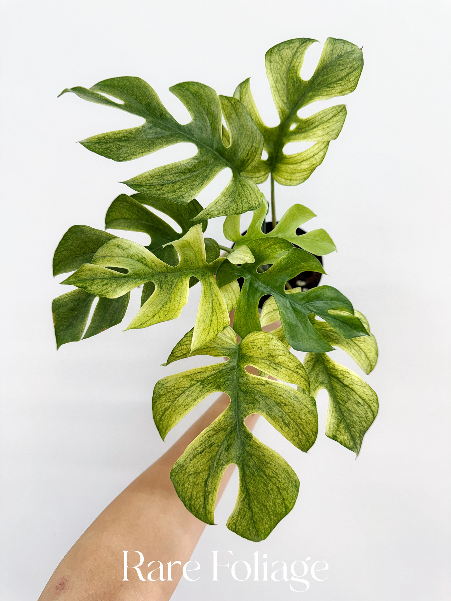 Rhaphidophora Tetrasperma White Monster Mint Variegated 4”